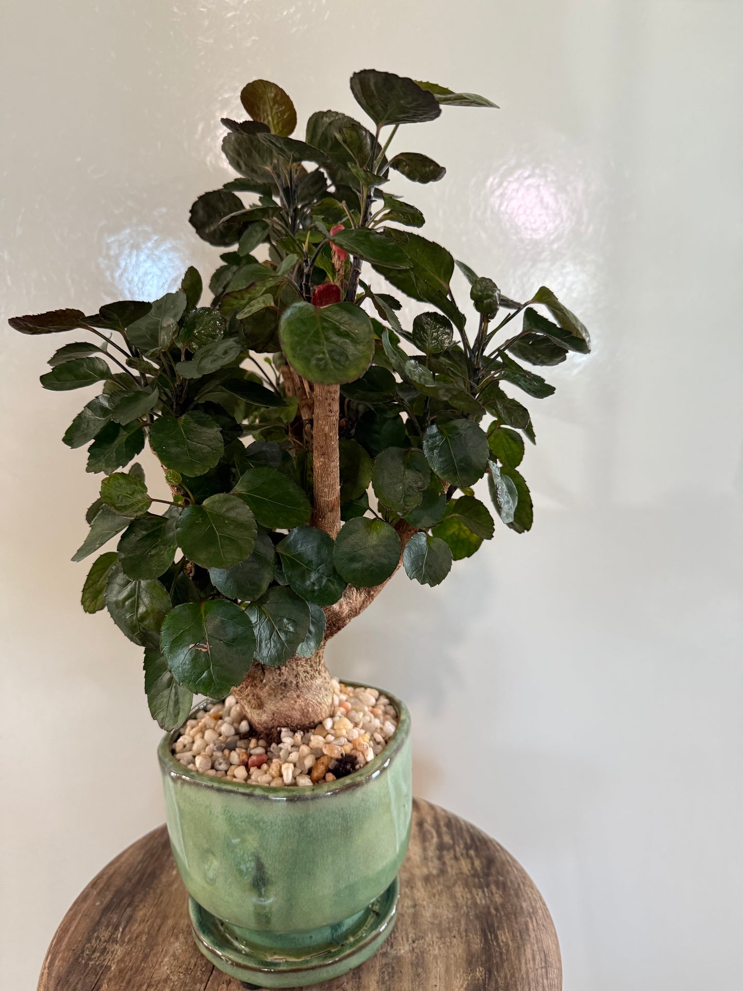Fabian Aralia - Green Finger Pot