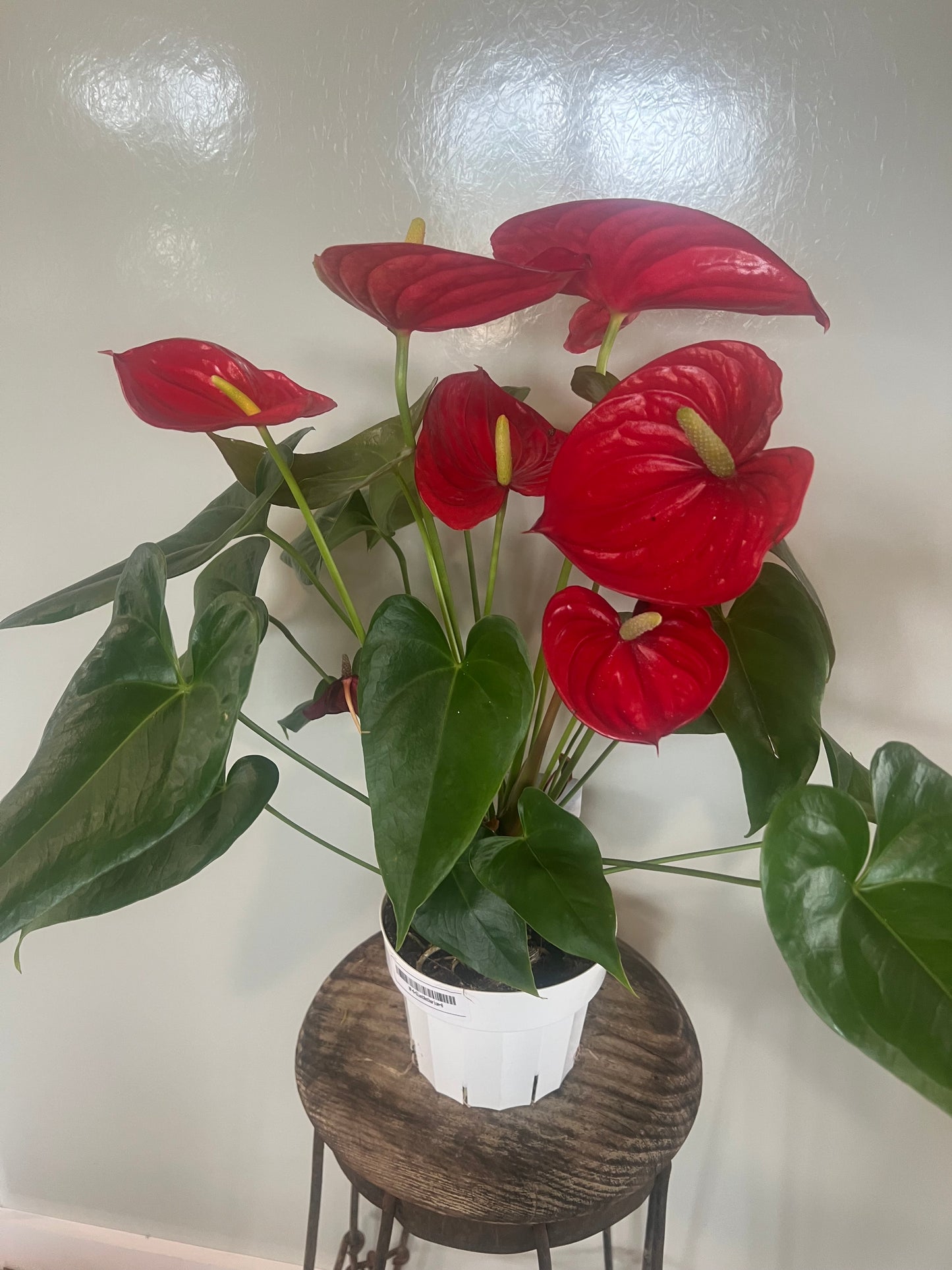 Giant Anthurium - 6in Red Unpotted