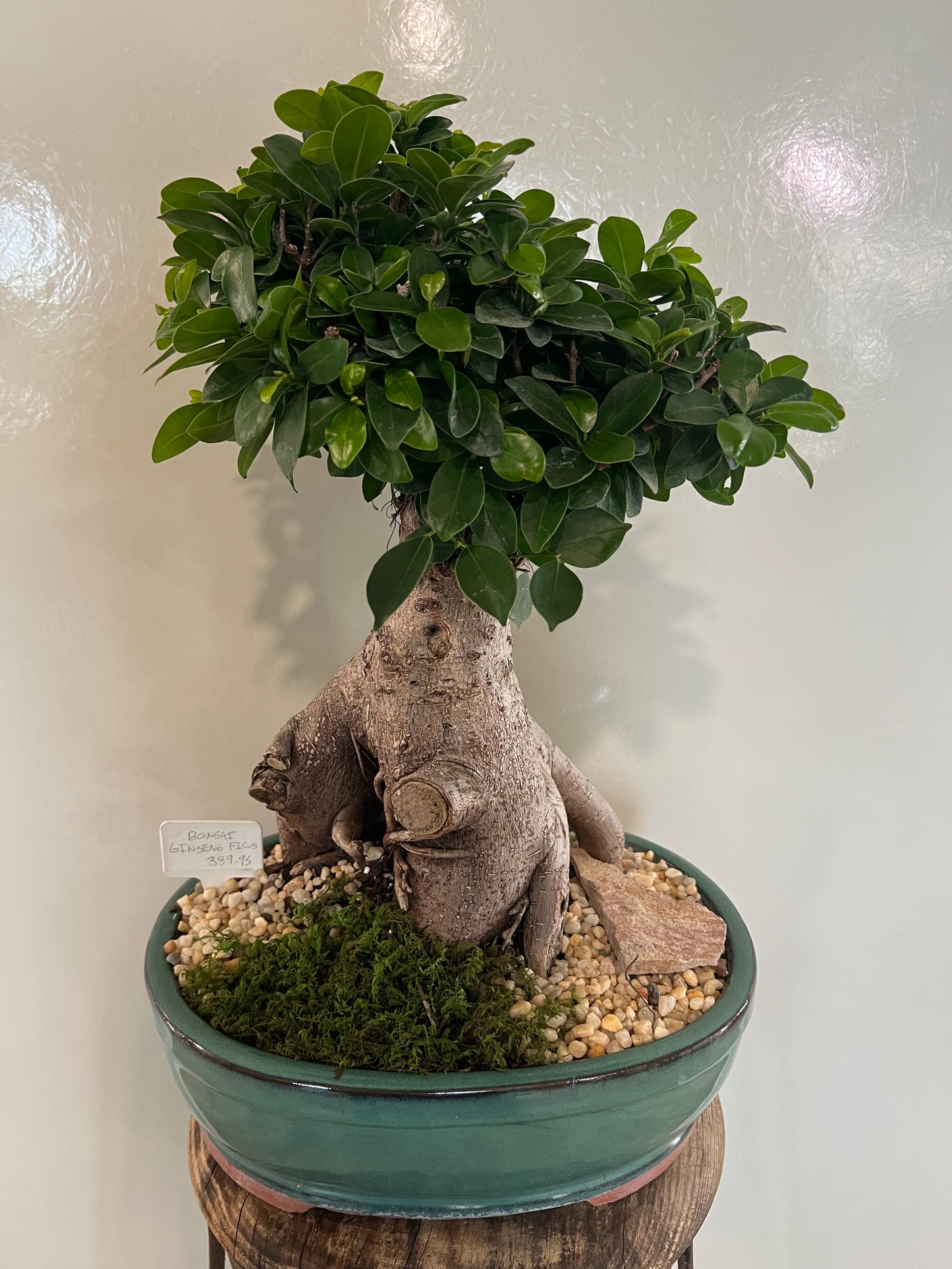 Ginseng Ficus Ceramic Pot