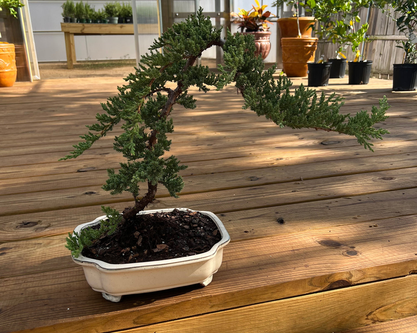 Juniper - 10in XL Glazed Ceramic Pot