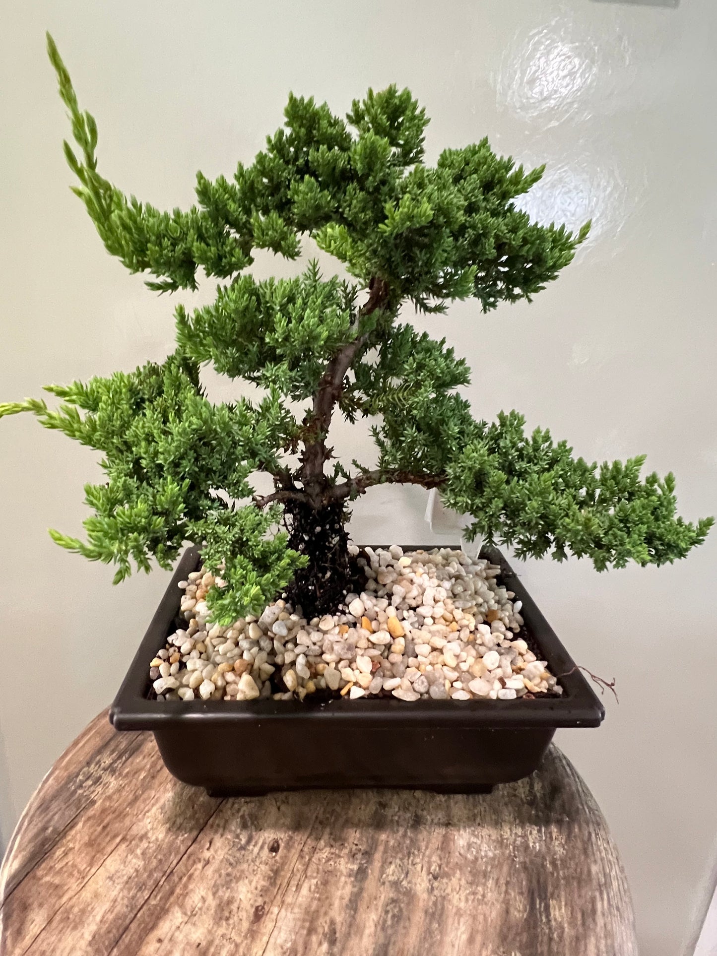 Juniper