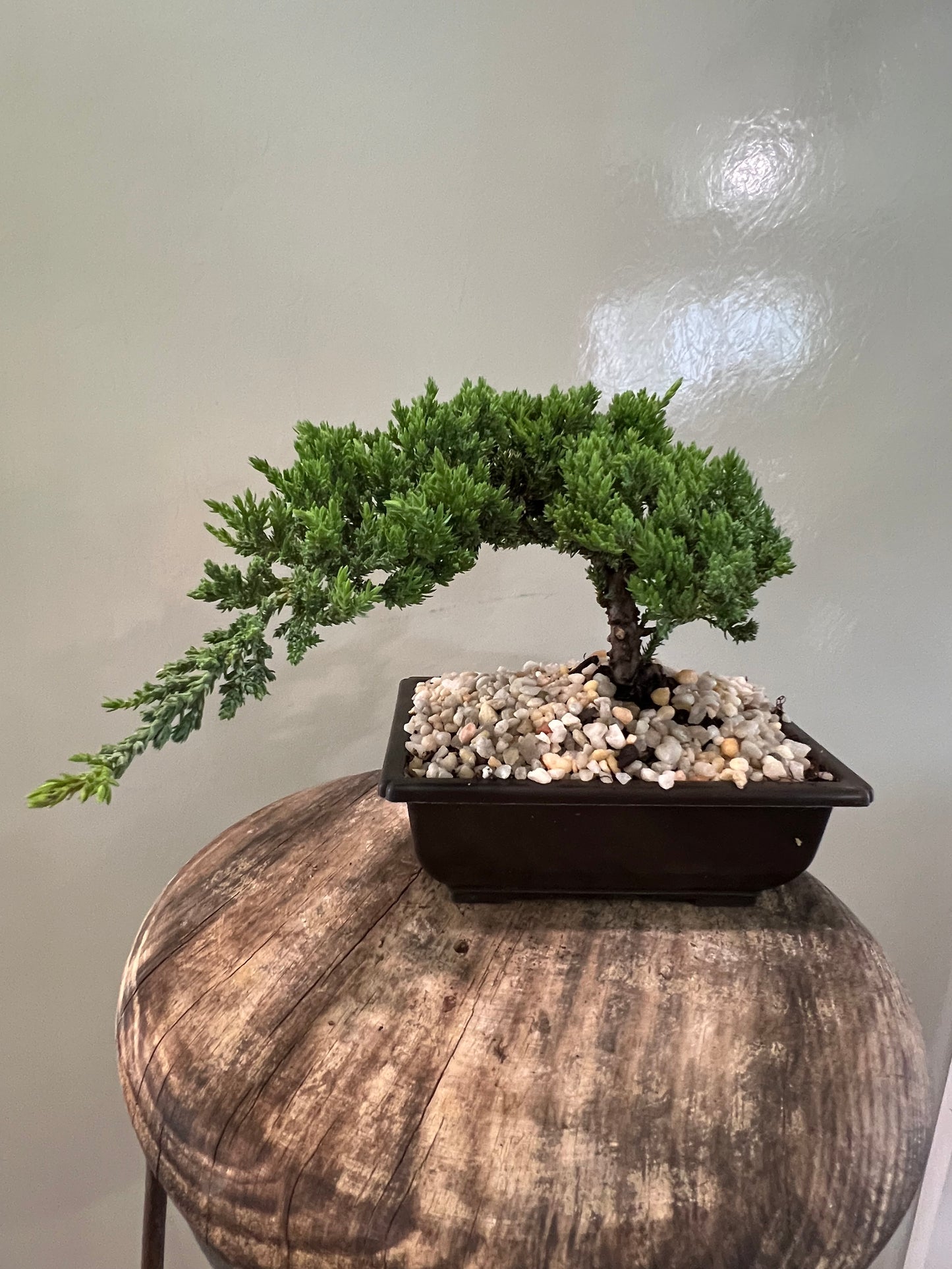 Juniper