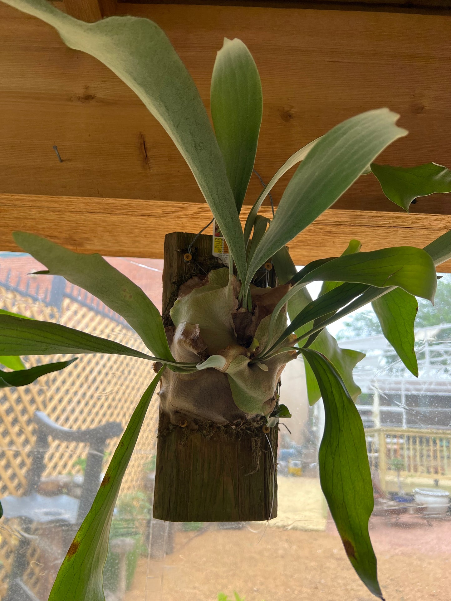 Staghorn Fern - 12in Plaque