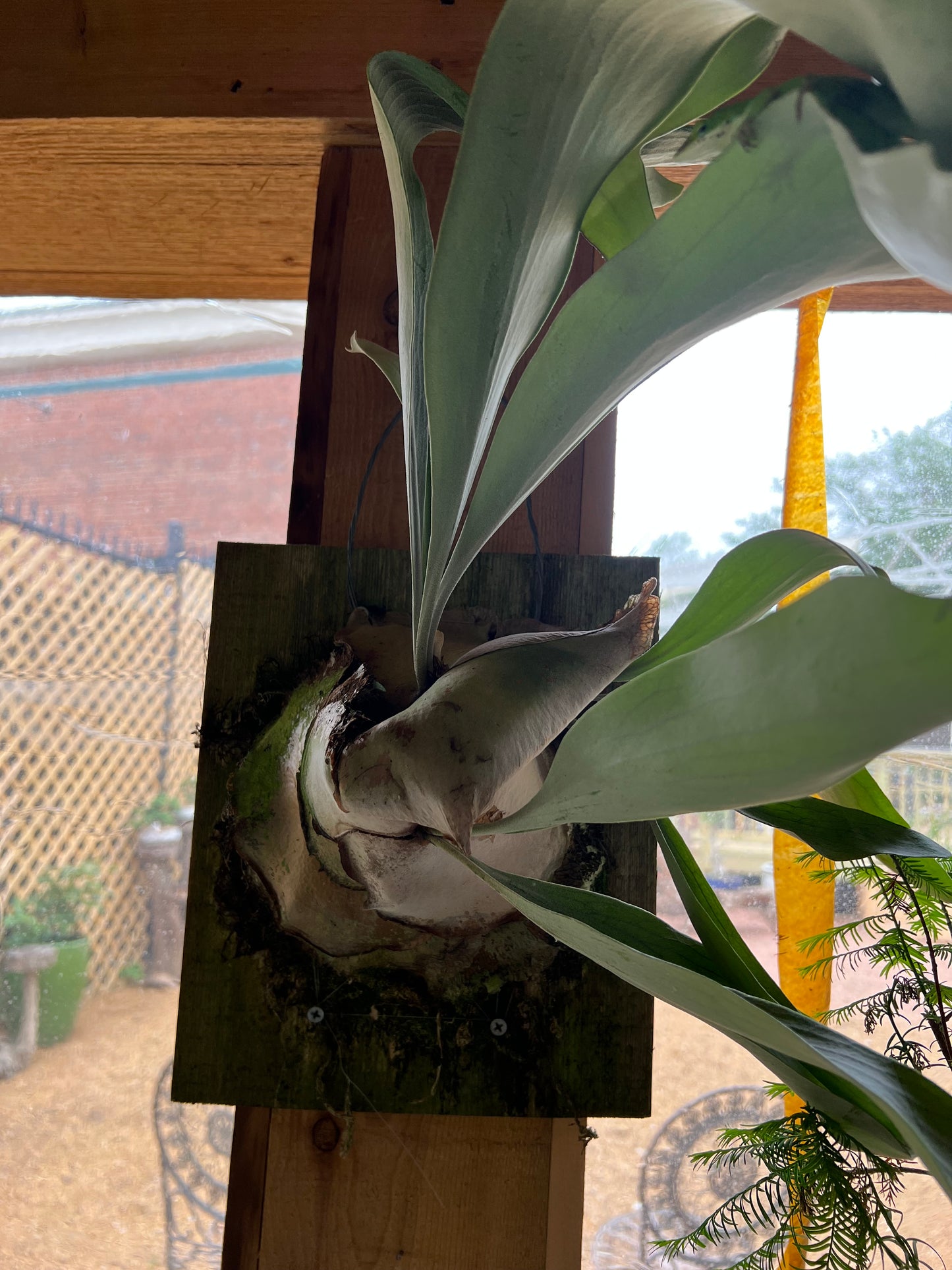 Staghorn Fern - 12in Plaque