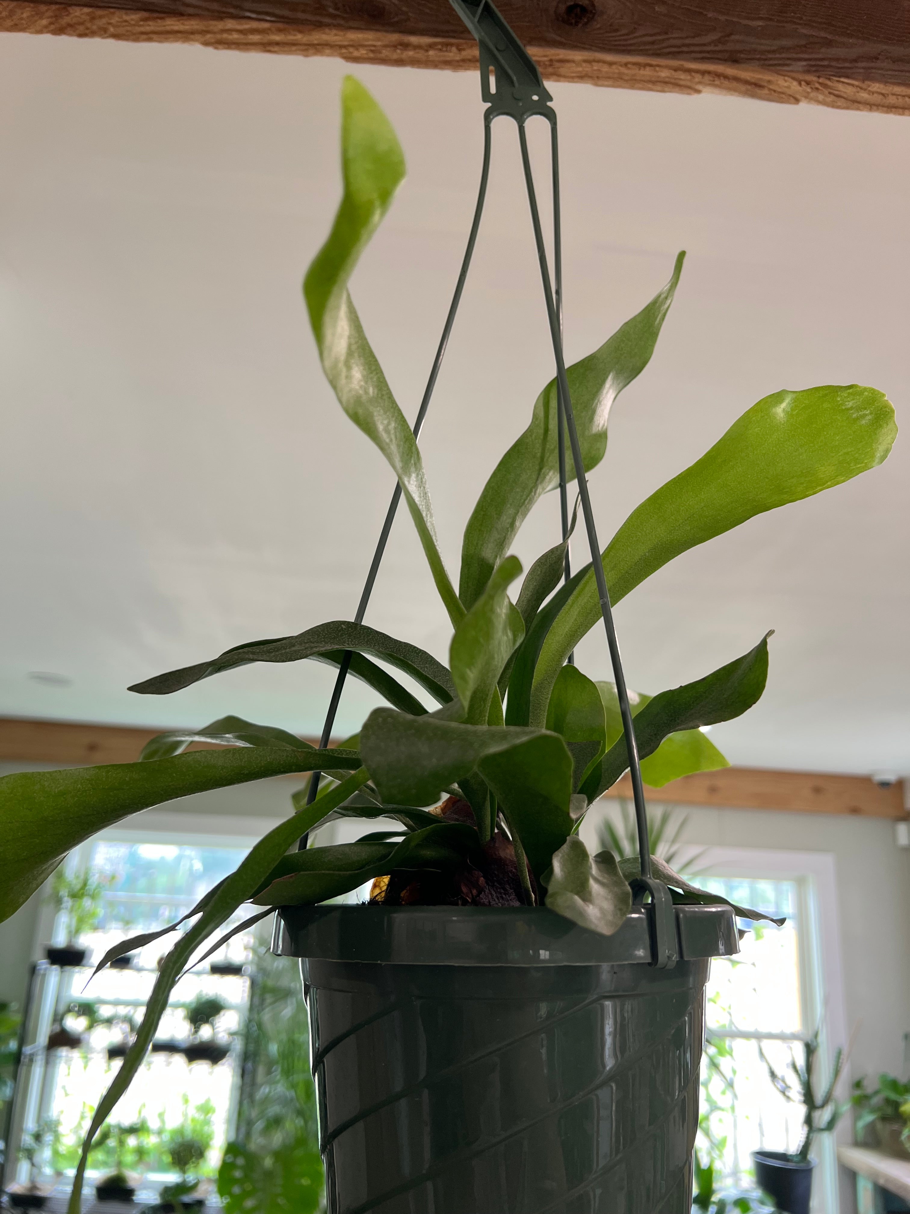 staghorn hanging plant Staghorn Fern