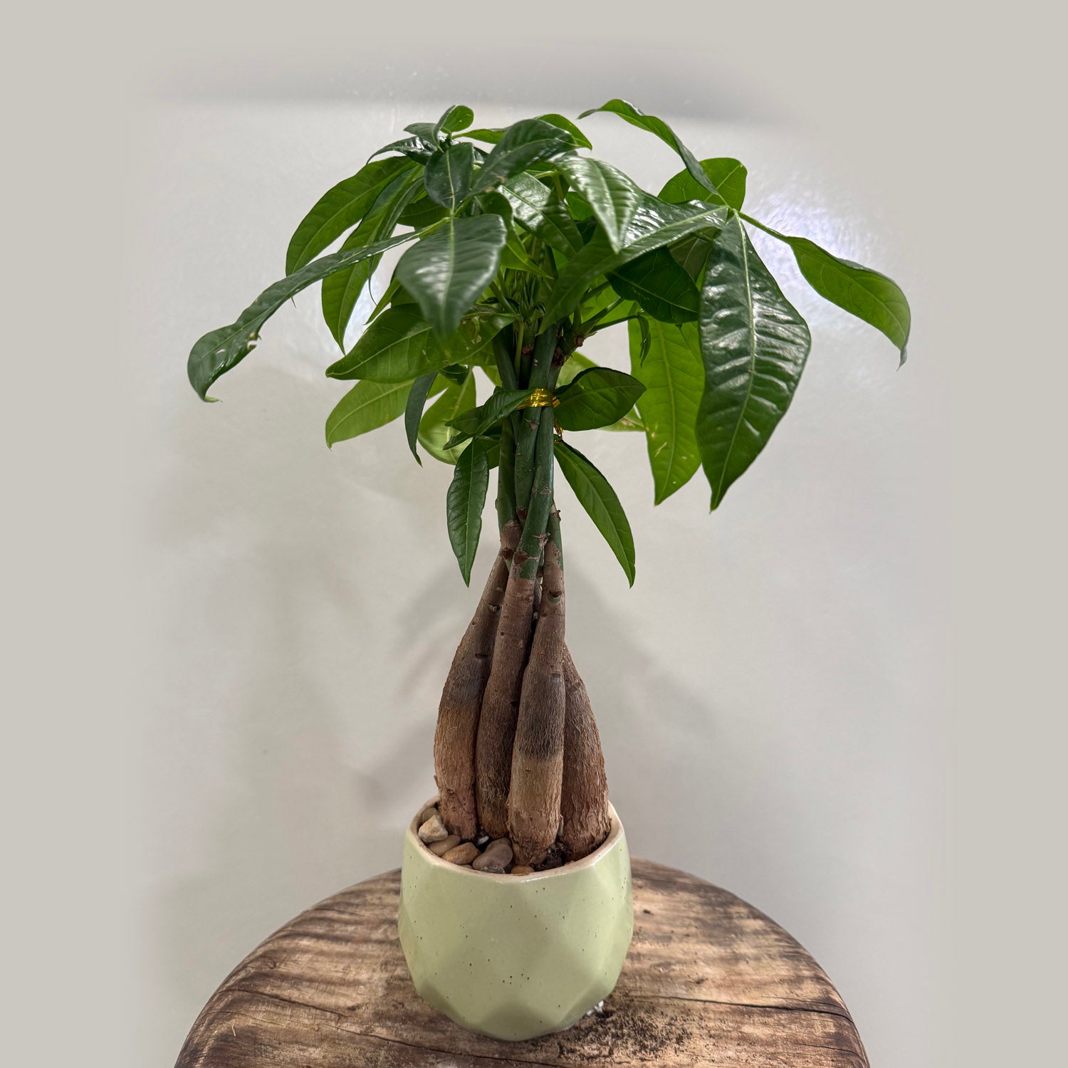 money plant bonsai Money Tree – Sunshine Bonsai, Plants & Gifts