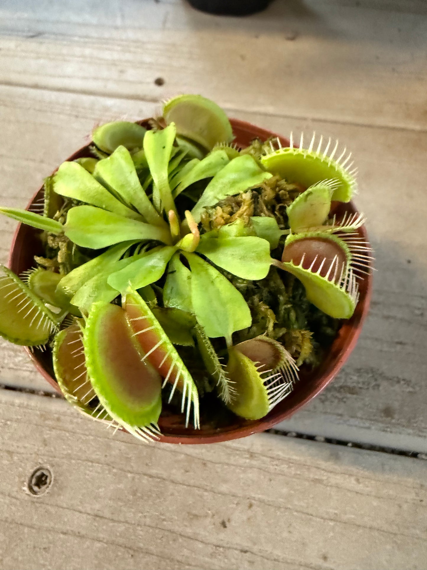 Venus Fly Trap - 3in Unpotted