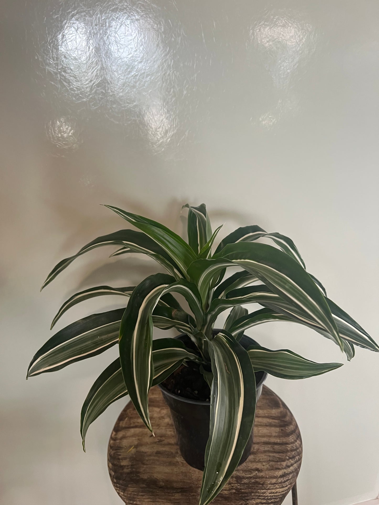 Warneckii - 6in Unpotted