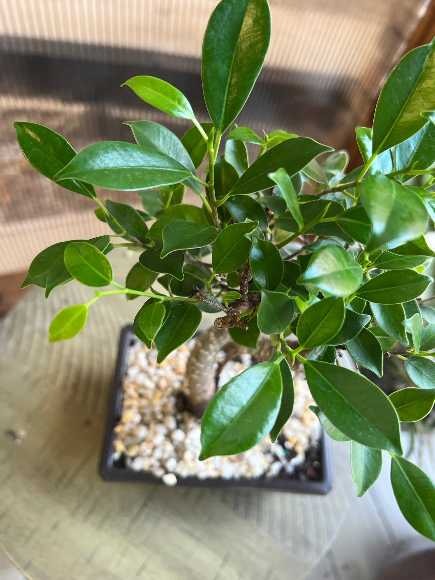 Banyan (Ficus Retusa Styled) - 4in Plastic Bonsai Pot