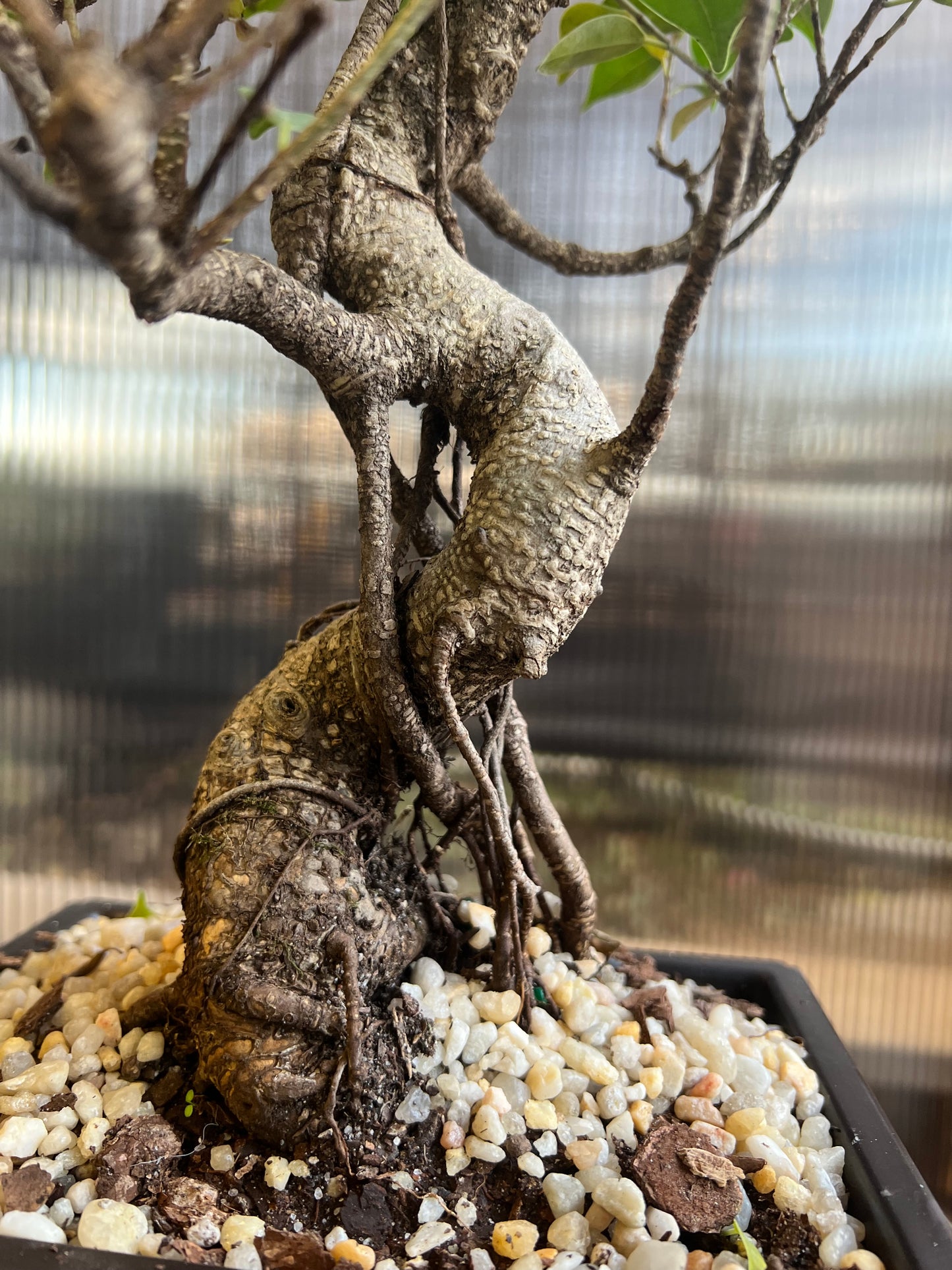 Banyan (Ficus Retusa Styled) - 6in Plastic Bonsai Pot