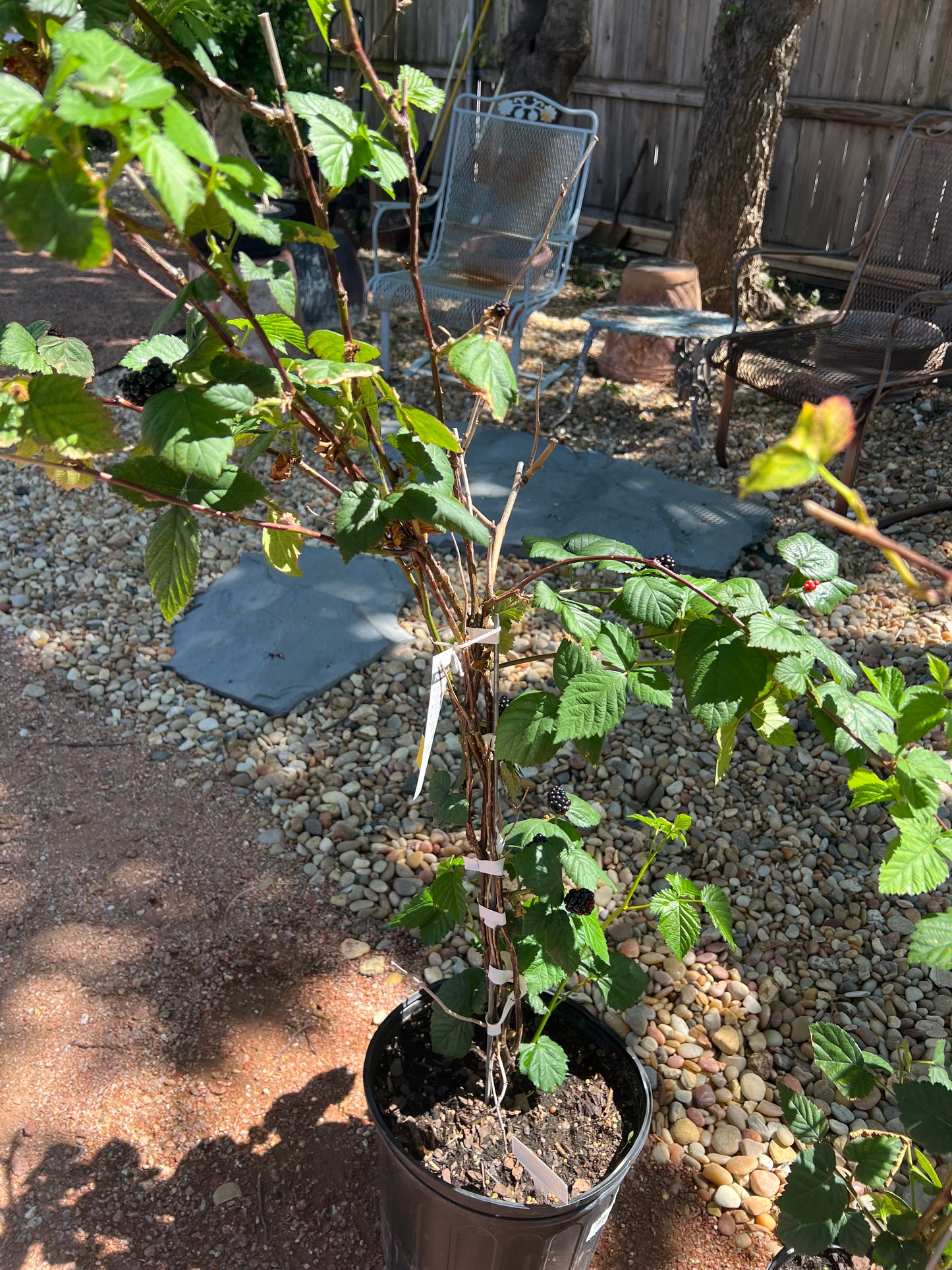Arapaho Blackberry - 3 Gallon