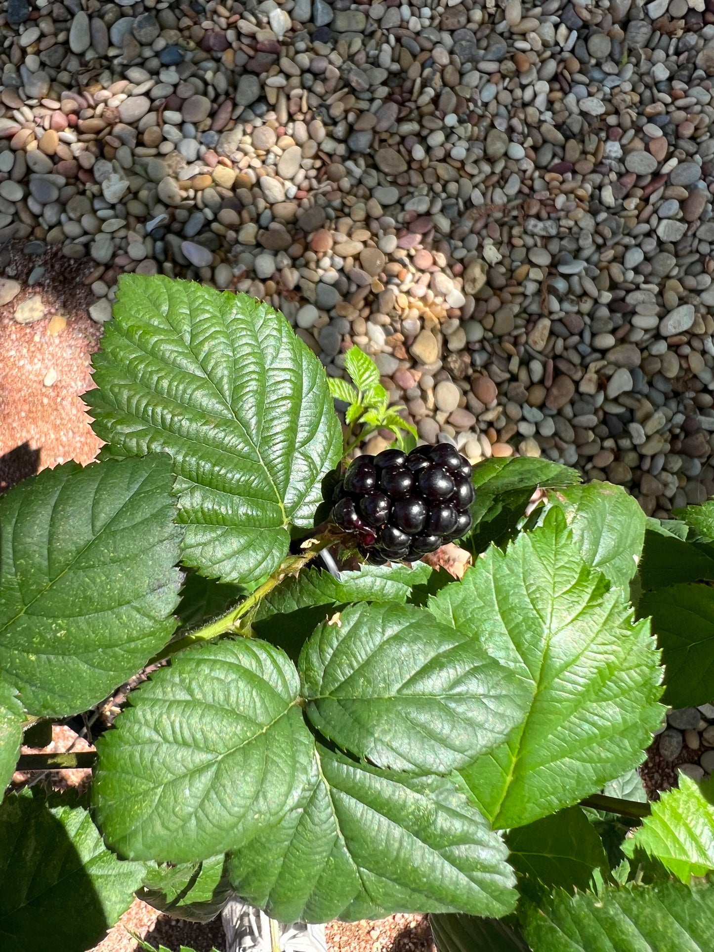Arapaho Blackberry - 3 Gallon