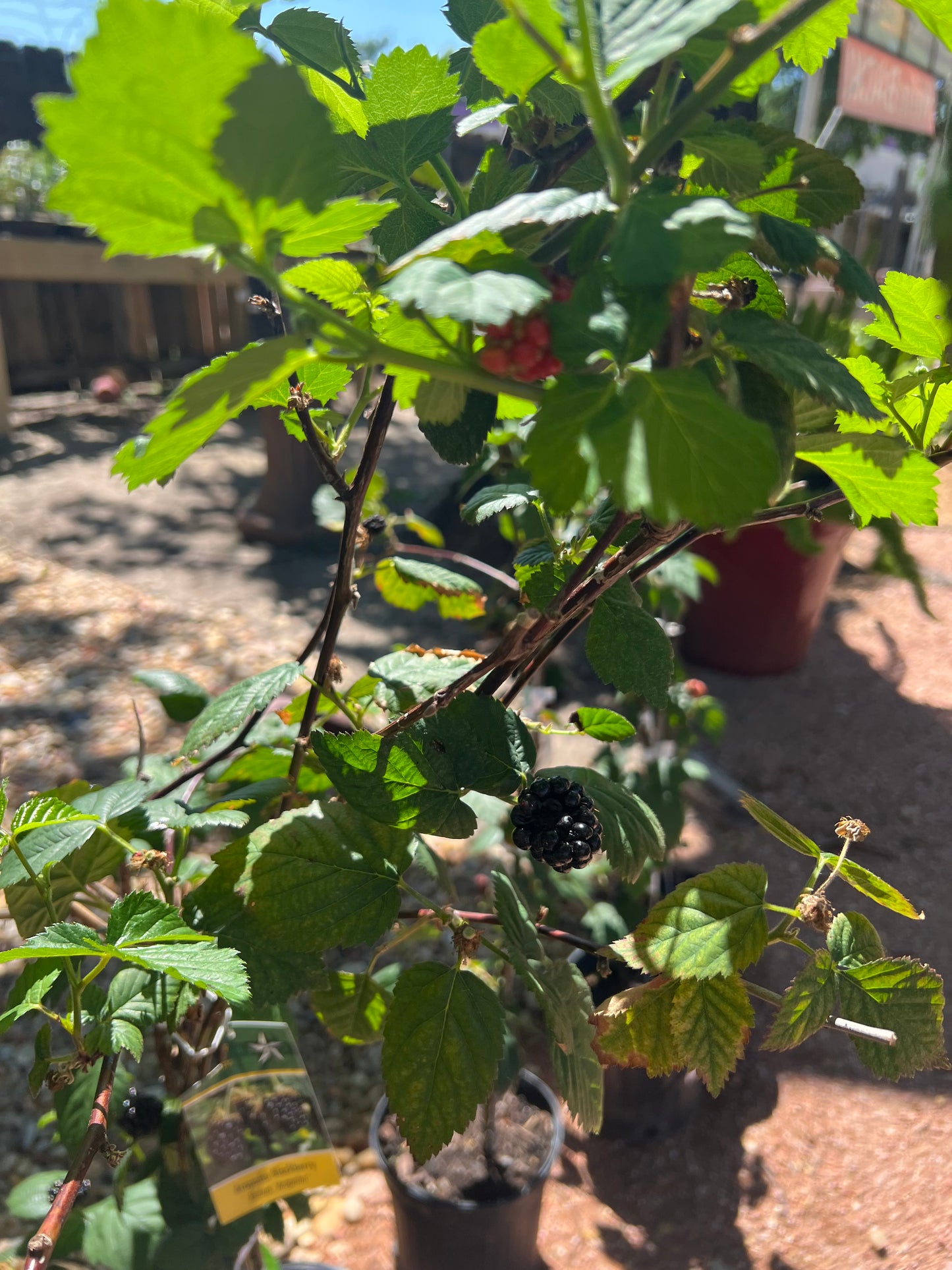 Arapaho Blackberry - 3 Gallon