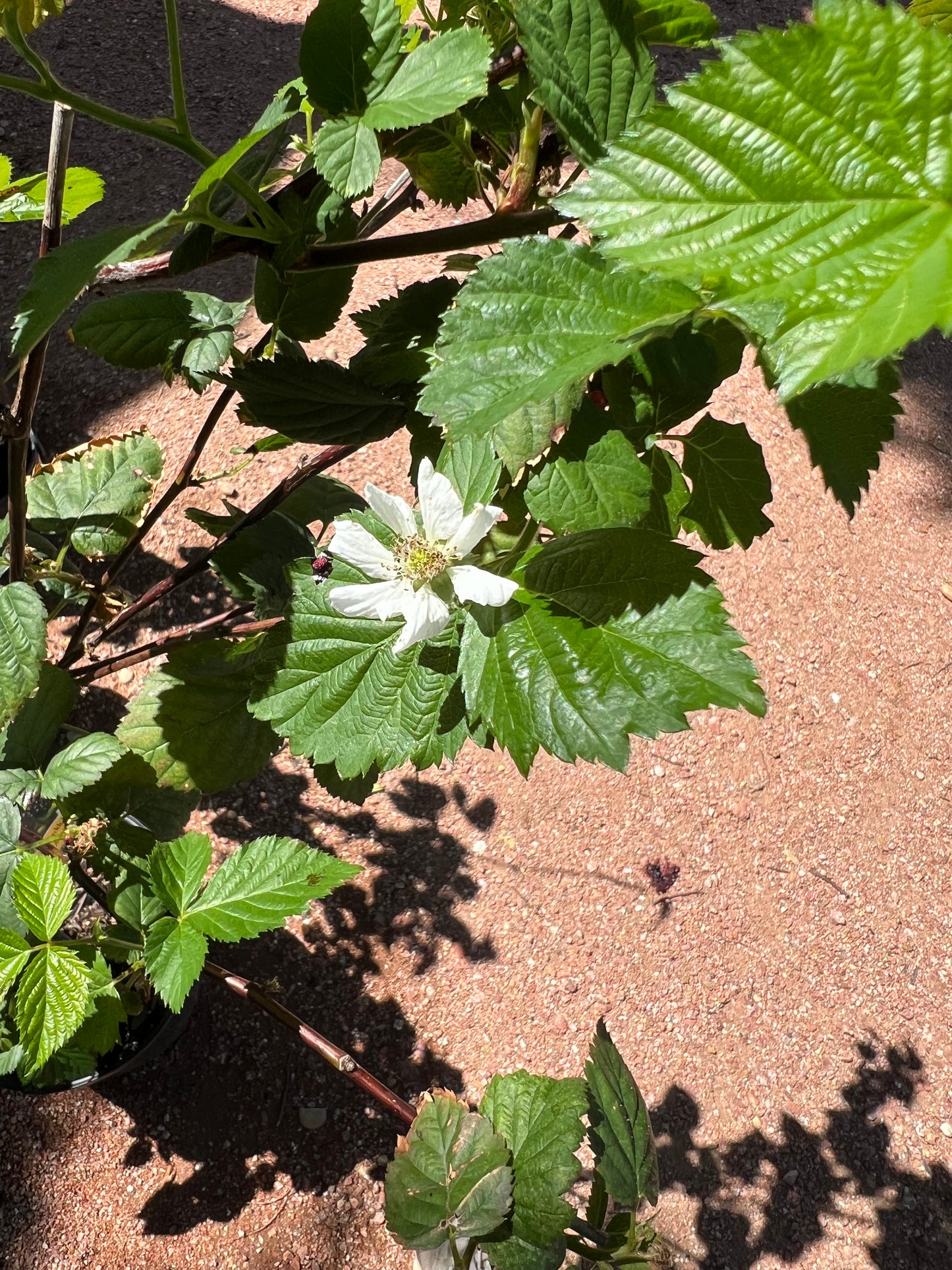 Arapaho Blackberry - 3 Gallon