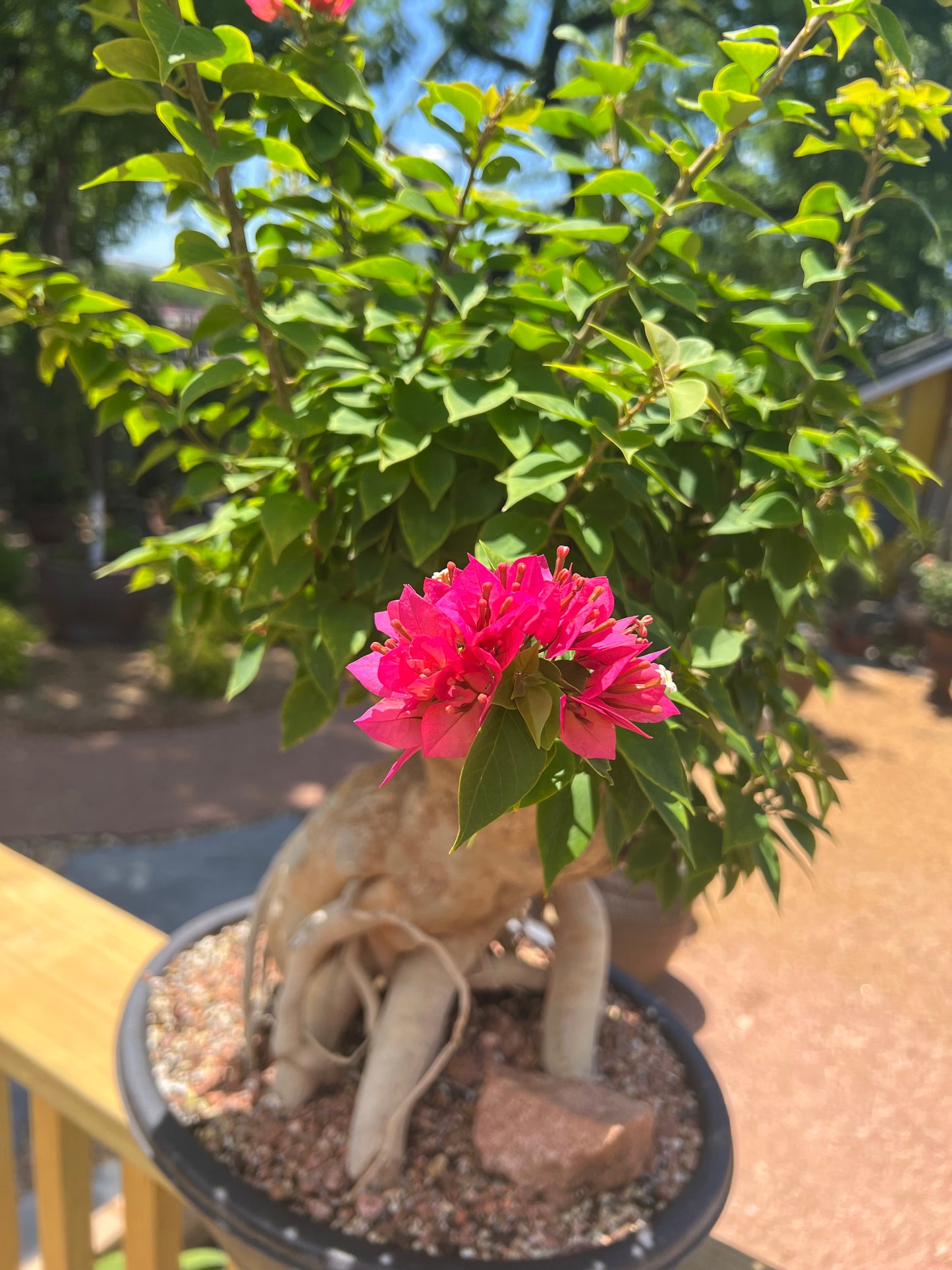 Bougainvillea