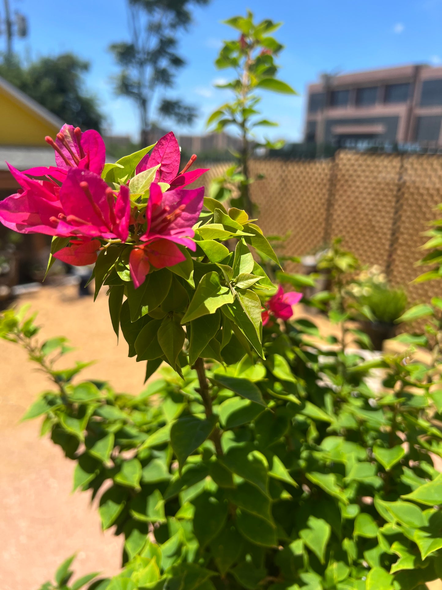 Bougainvillea