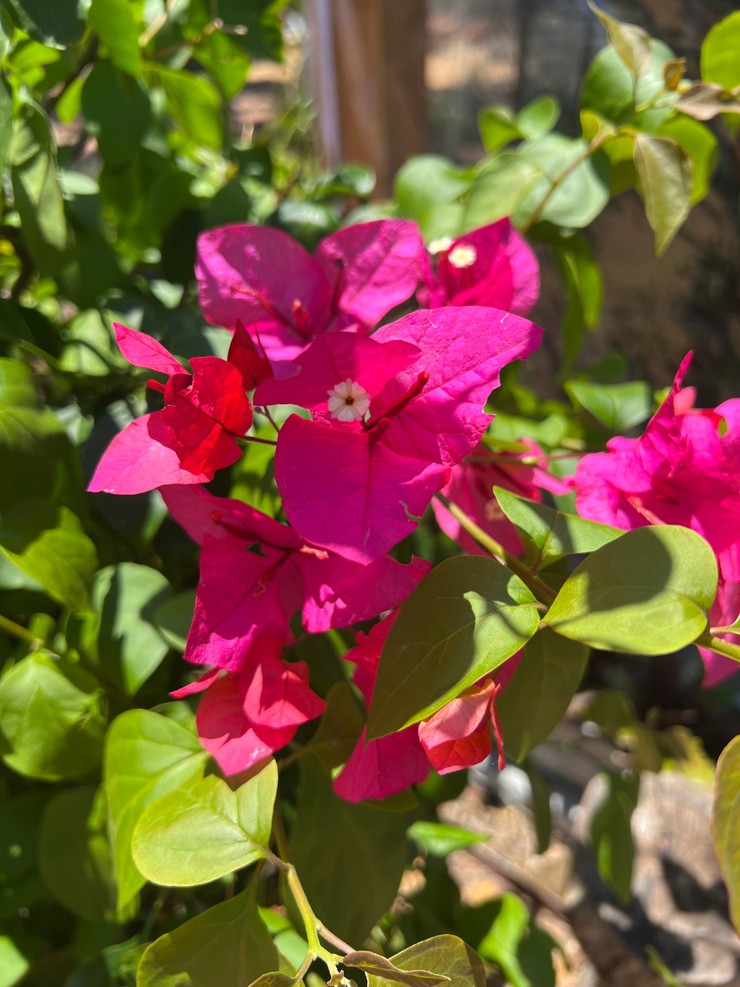 Bougainvillea XL Pink Flowers