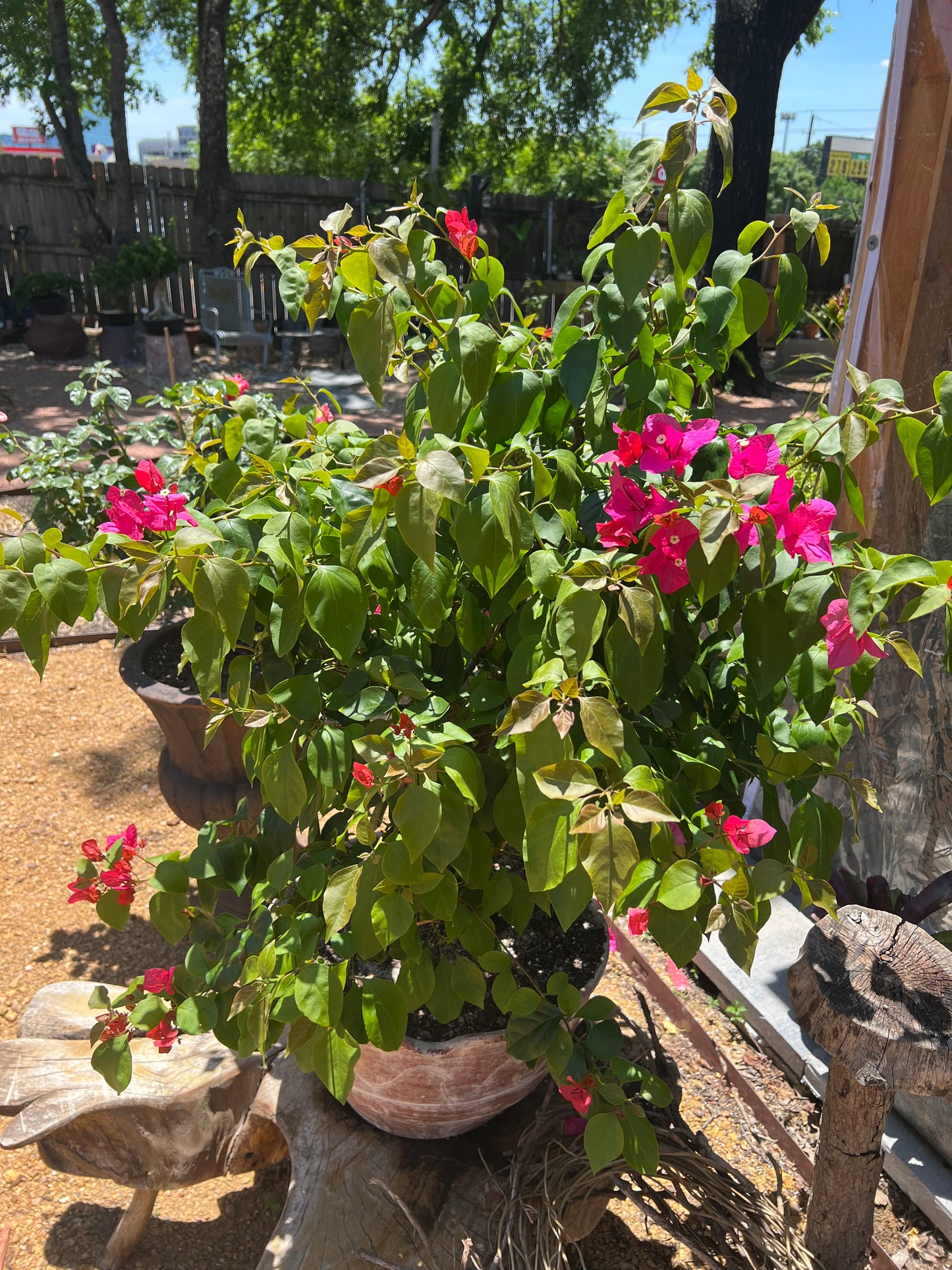Bougainvillea XL Pink Flowers