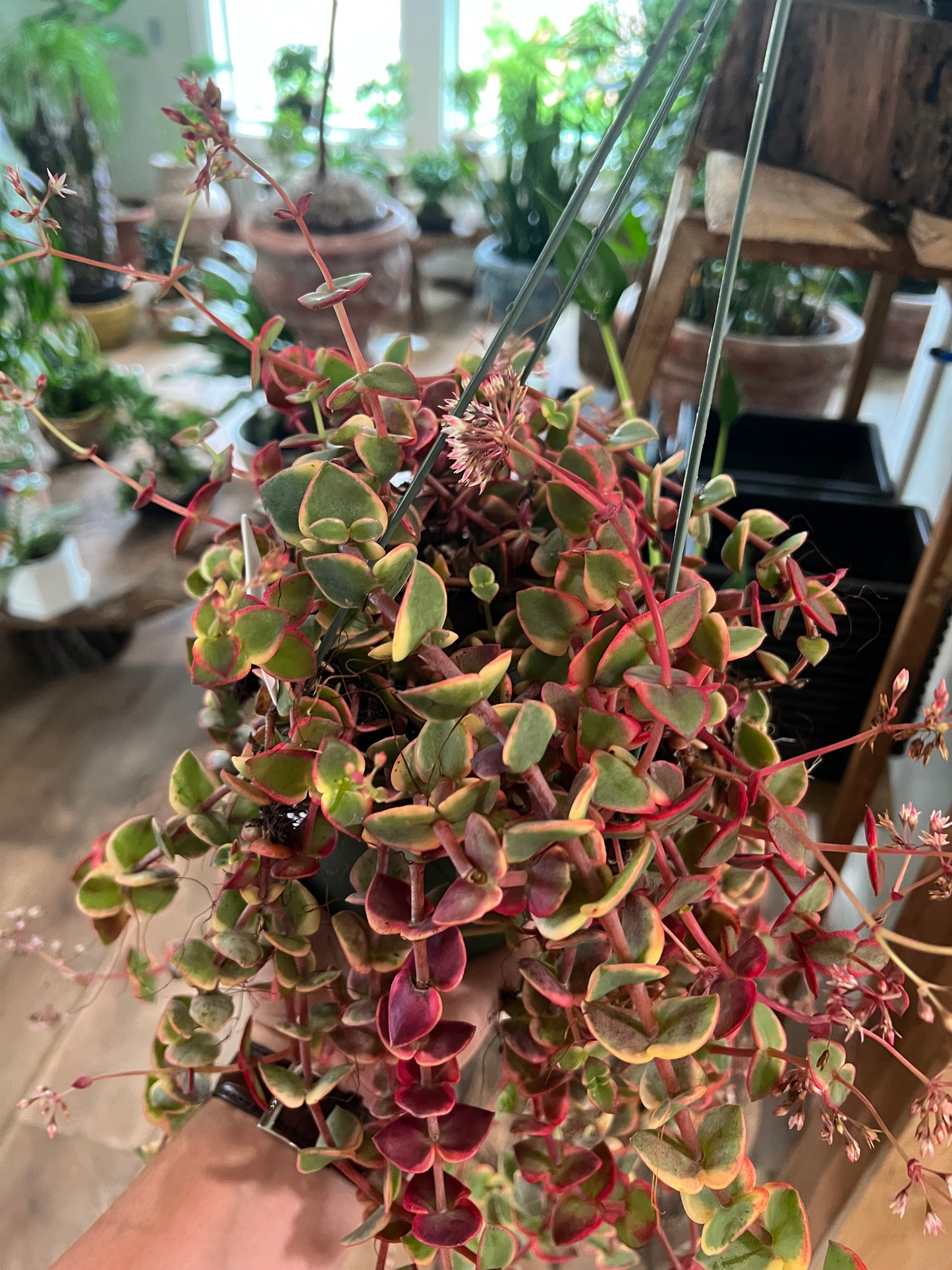 Crassula Calico Kitten - 6in Hanging