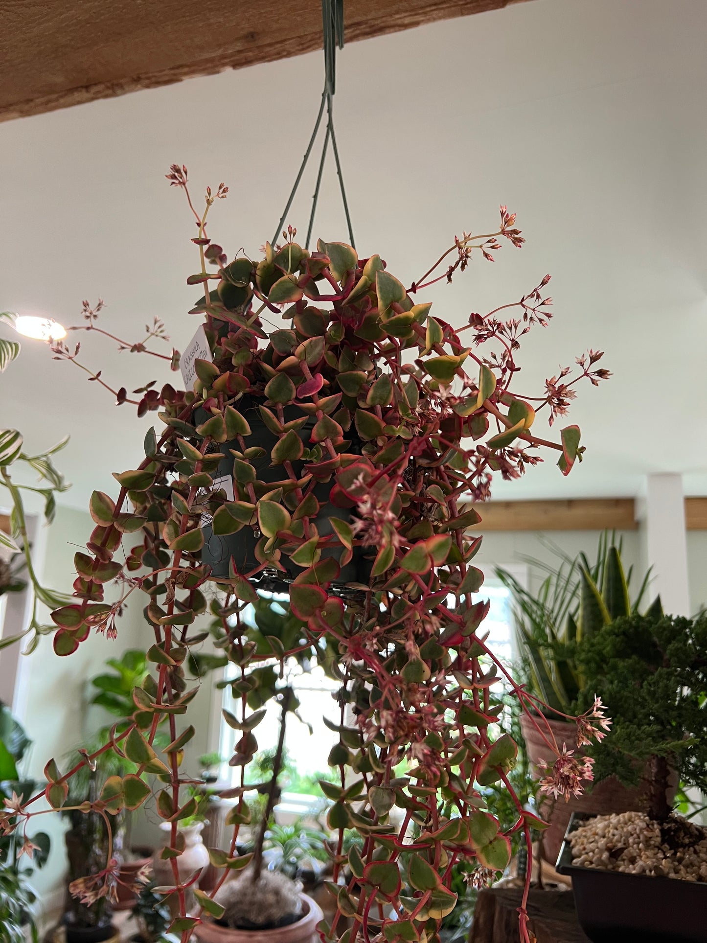 Crassula Calico Kitten - 6in Hanging