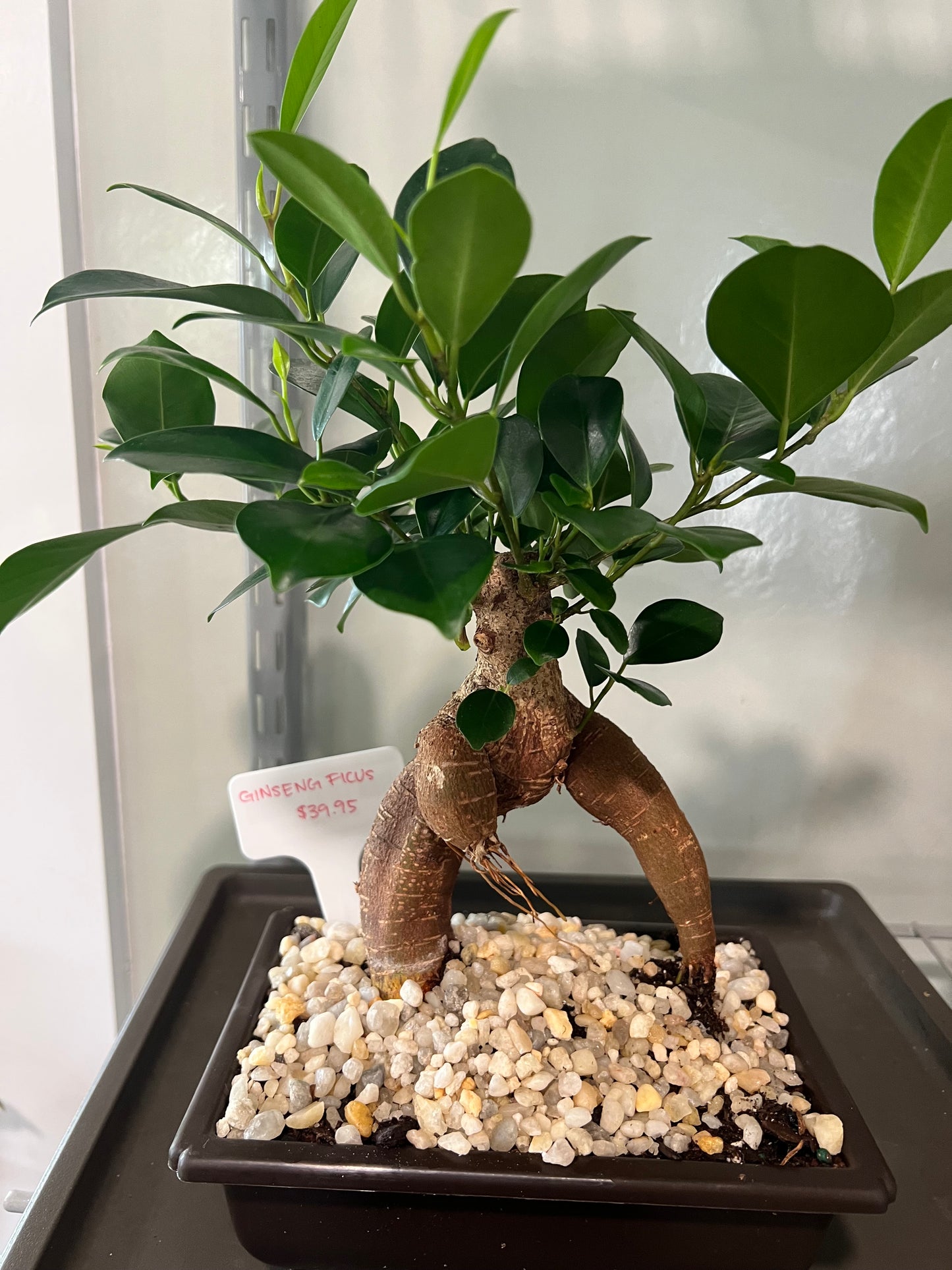 Ficus Ginseng - 4in Plastic Pot