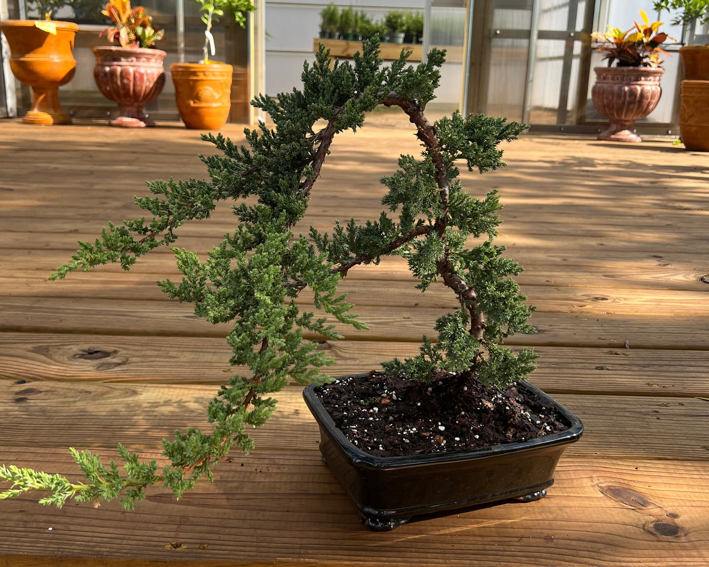 Juniper - 10in XL Glazed Ceramic Pot