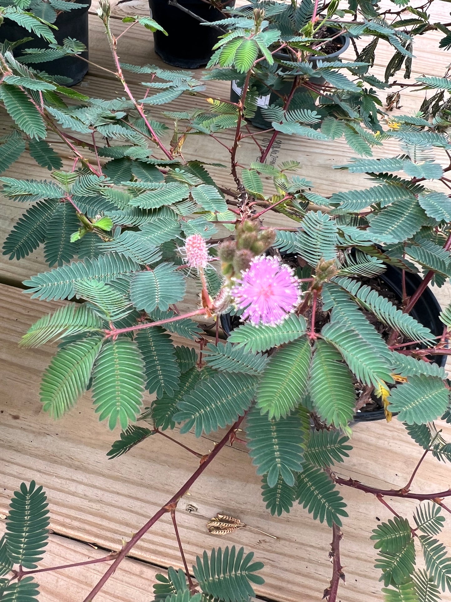 Mimosa - 6in Nursery Pot
