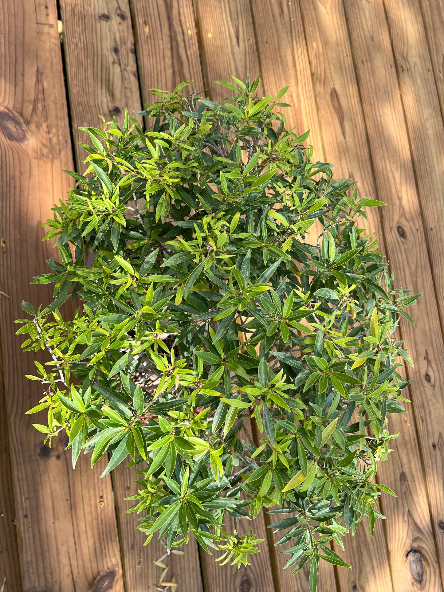 Ficus Nerifolia - 17in Unglazed Pot Design