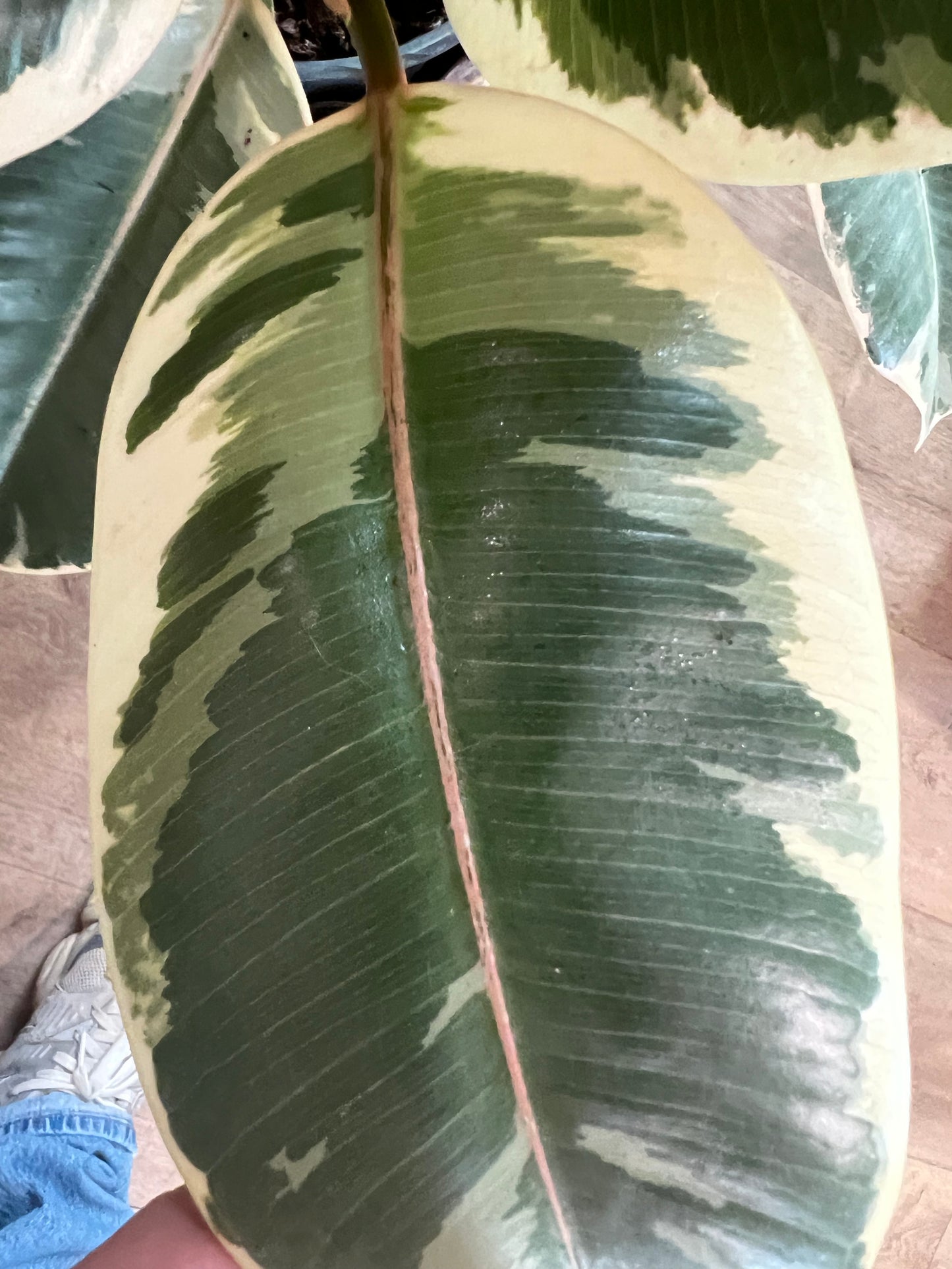 Rubber Bush 10in