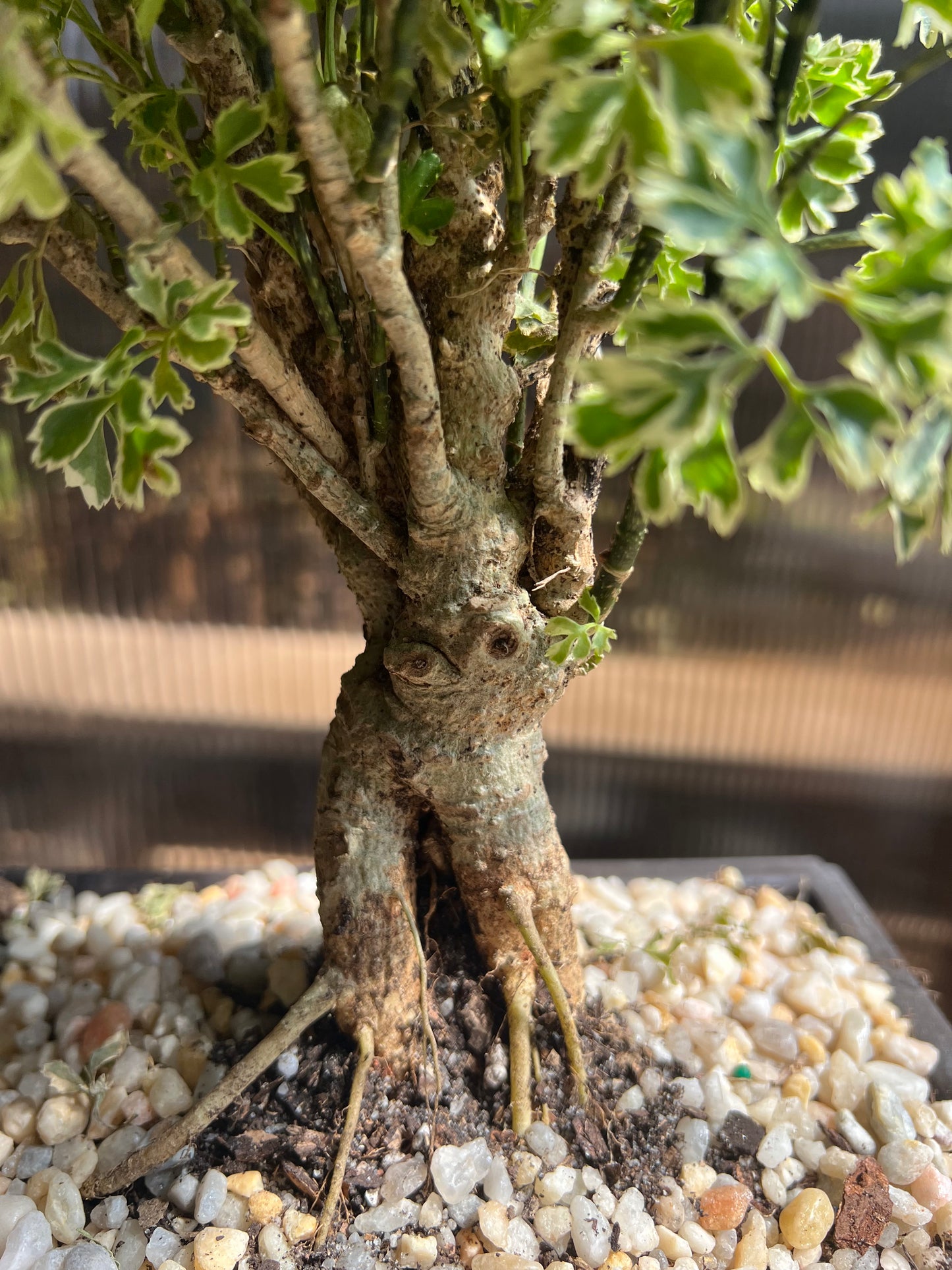 Ming Aralia Gold (Snowflake) - 6in Plastic Bonsai Pot