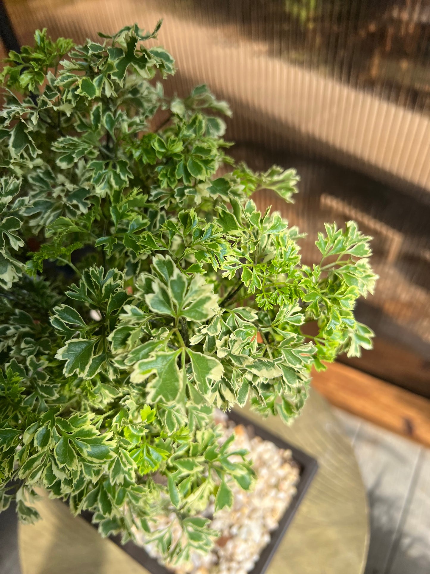 Ming Aralia Gold (Snowflake) - 6in Plastic Bonsai Pot