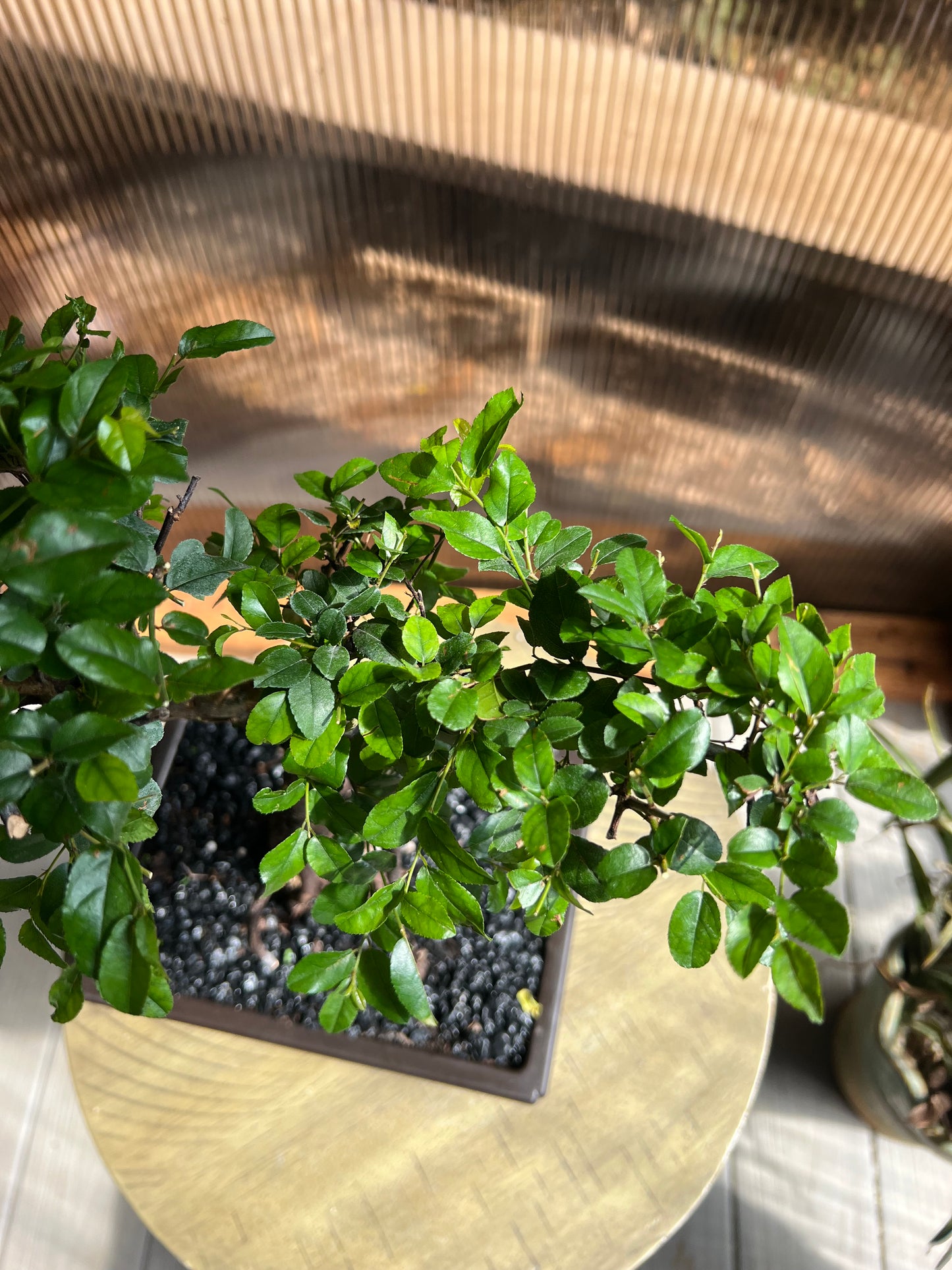 Sweet Plum Syled Import (Sageretta Theezan) - 6in Plastic Bonsai Pot