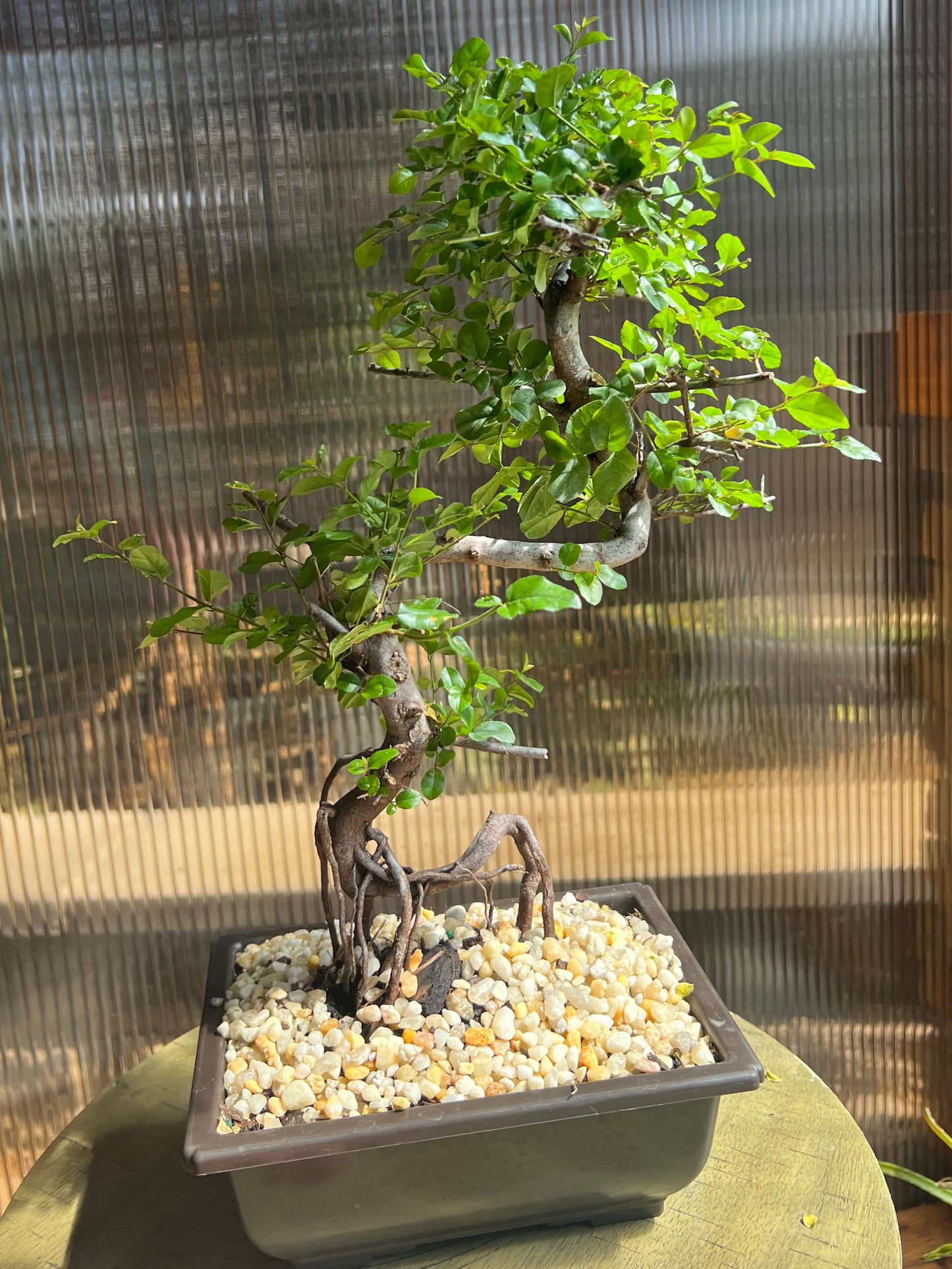 Sweet Plum Syled Import (Sageretta Theezan) - 6in Plastic Bonsai Pot