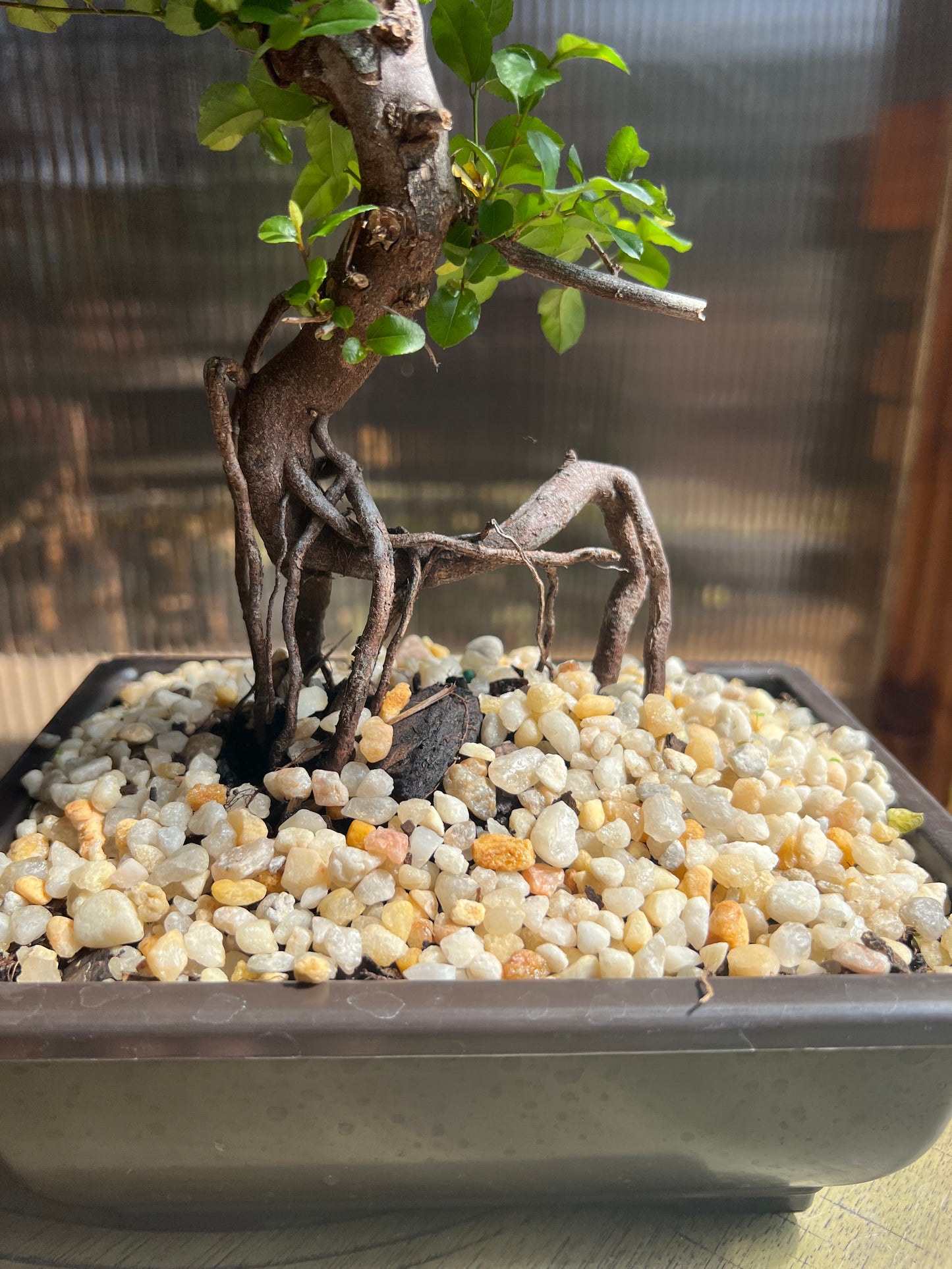 Sweet Plum Syled Import (Sageretta Theezan) - 6in Plastic Bonsai Pot
