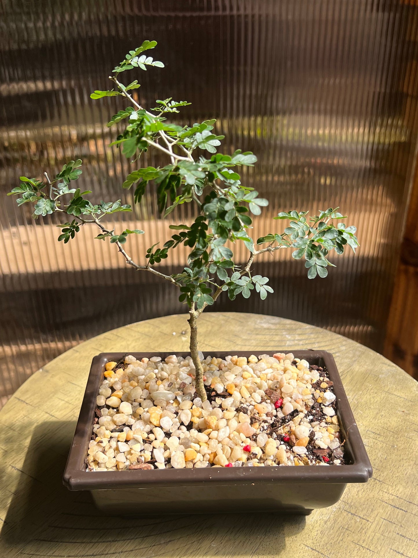 Texas Ebony (Pithecellobium Flexicaule) - 4in Plastic Bonsai Pot