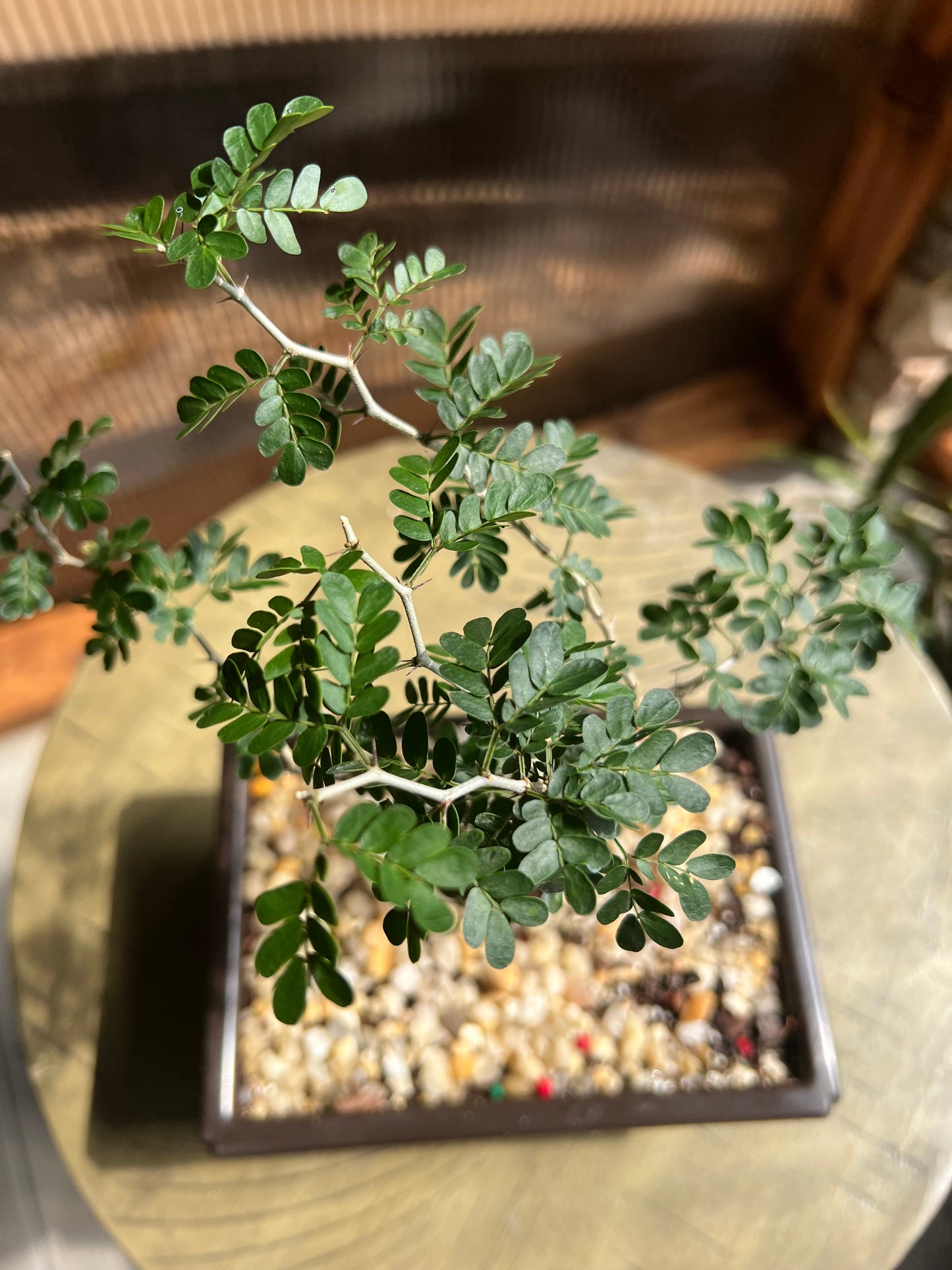 Texas Ebony (Pithecellobium Flexicaule) - 4in Plastic Bonsai Pot