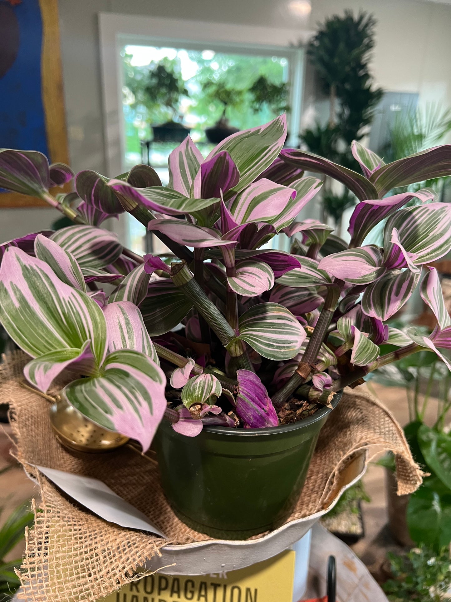 Tradescantia - 6in Unpotted