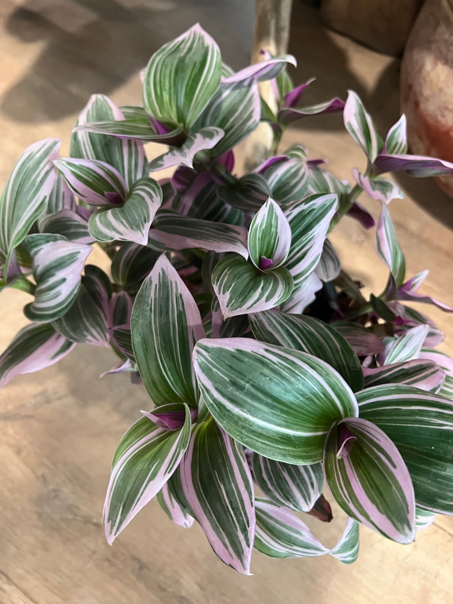 Tradescantia - 6in Unpotted