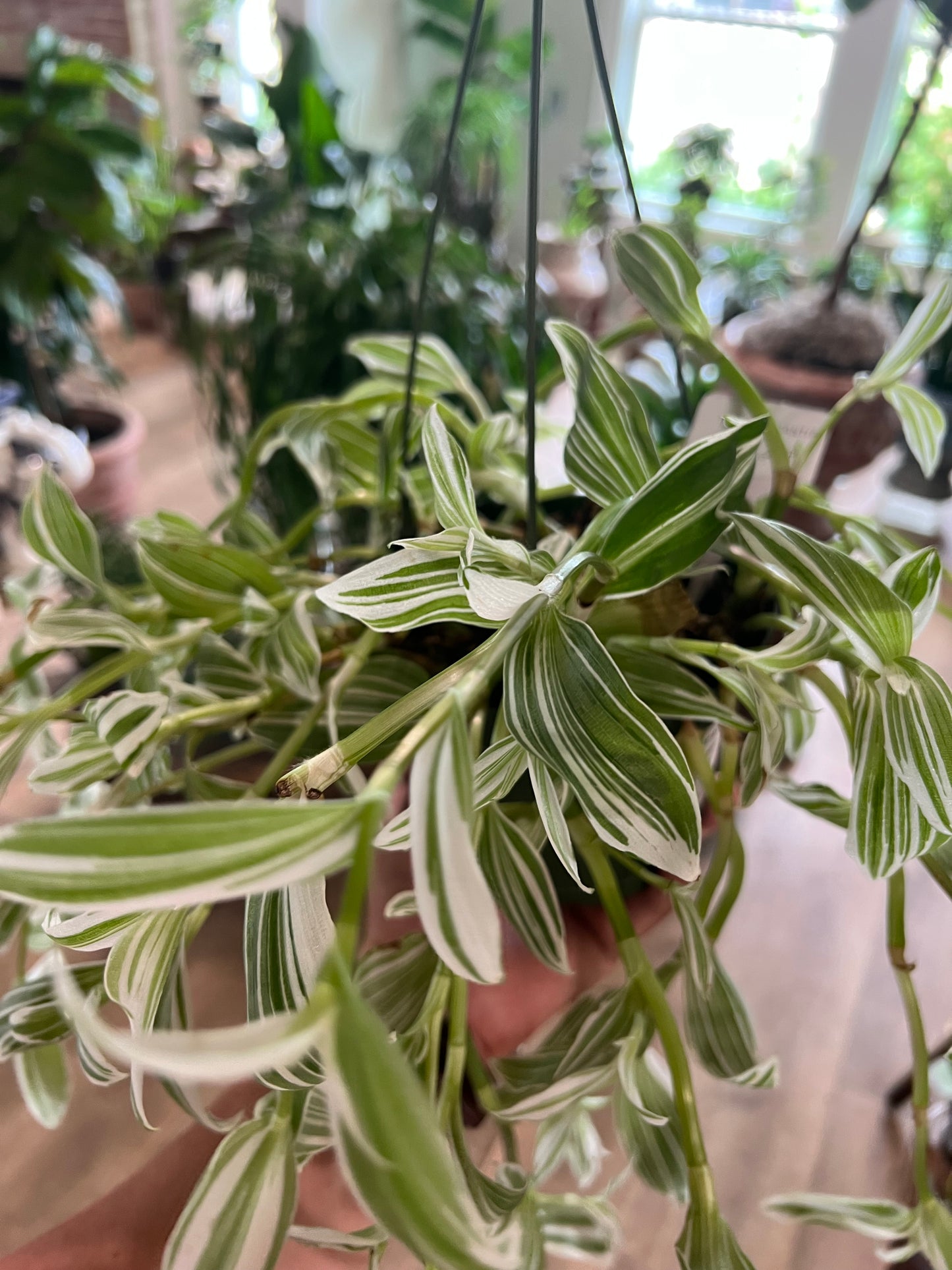 Tradescantia - 6in Hanging