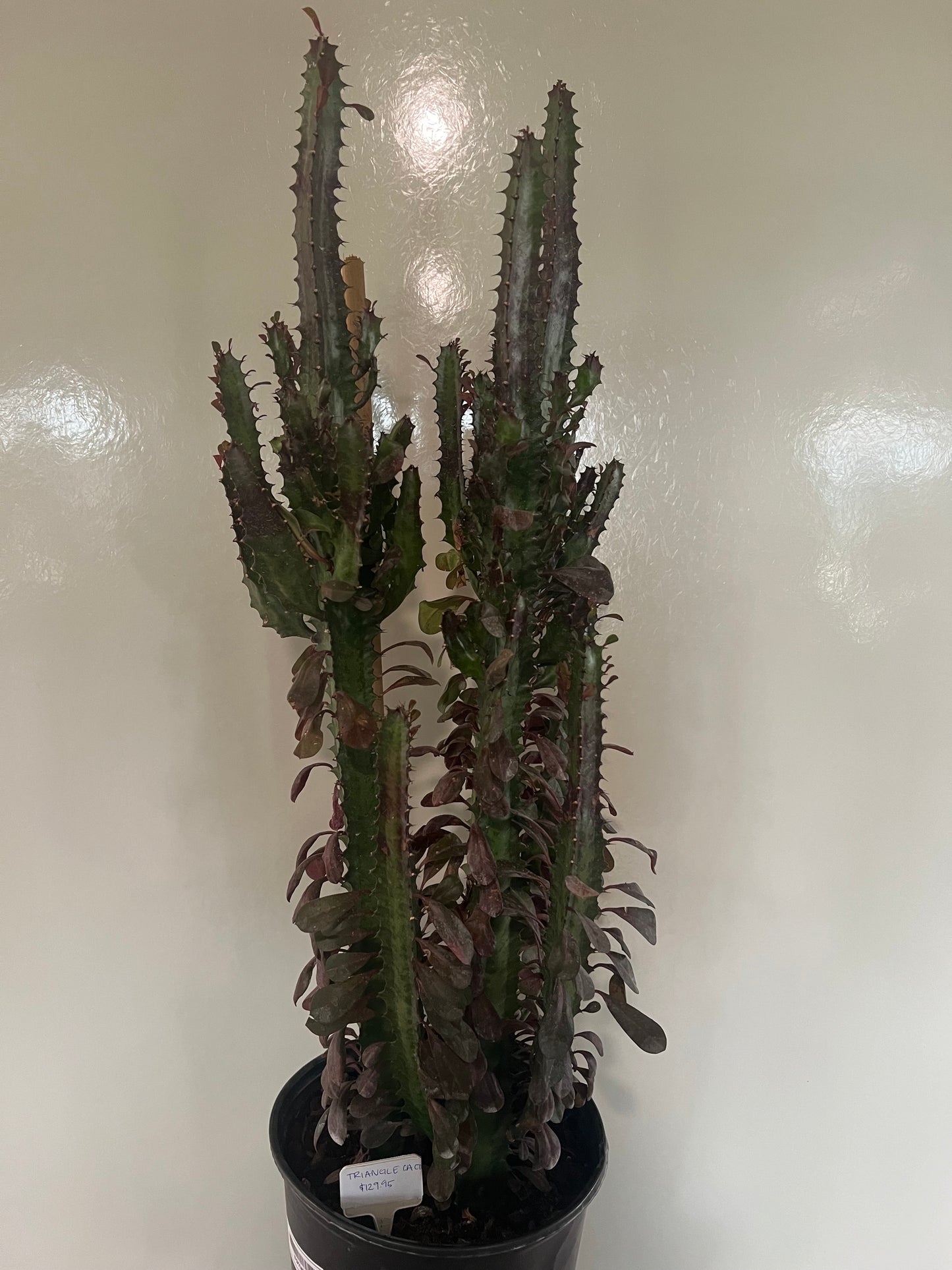 Triangle Cactus - 10in (Acanthocereus Tetragonus)