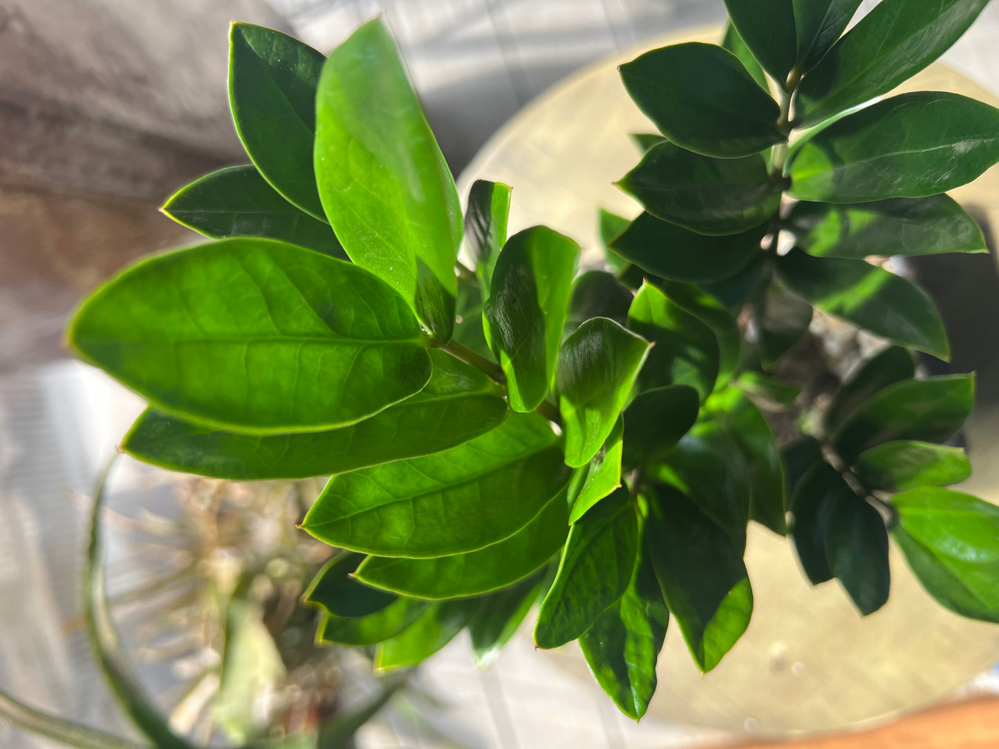 Zamioculcas Zamifolia 'ZZ' - 4in Plastic Bonsai Pot
