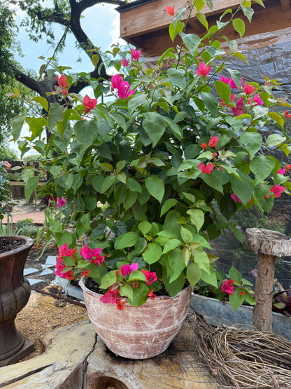 Bougainvillea XL Pink Flowers