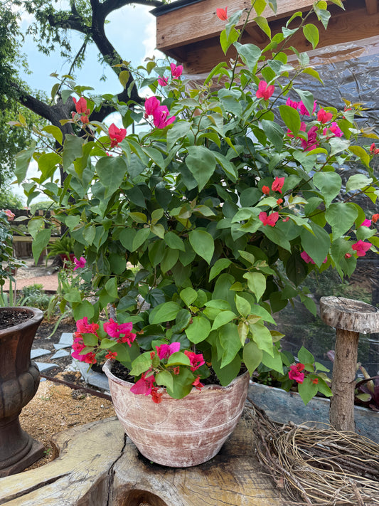 Bougainvillea XL Pink Flowers