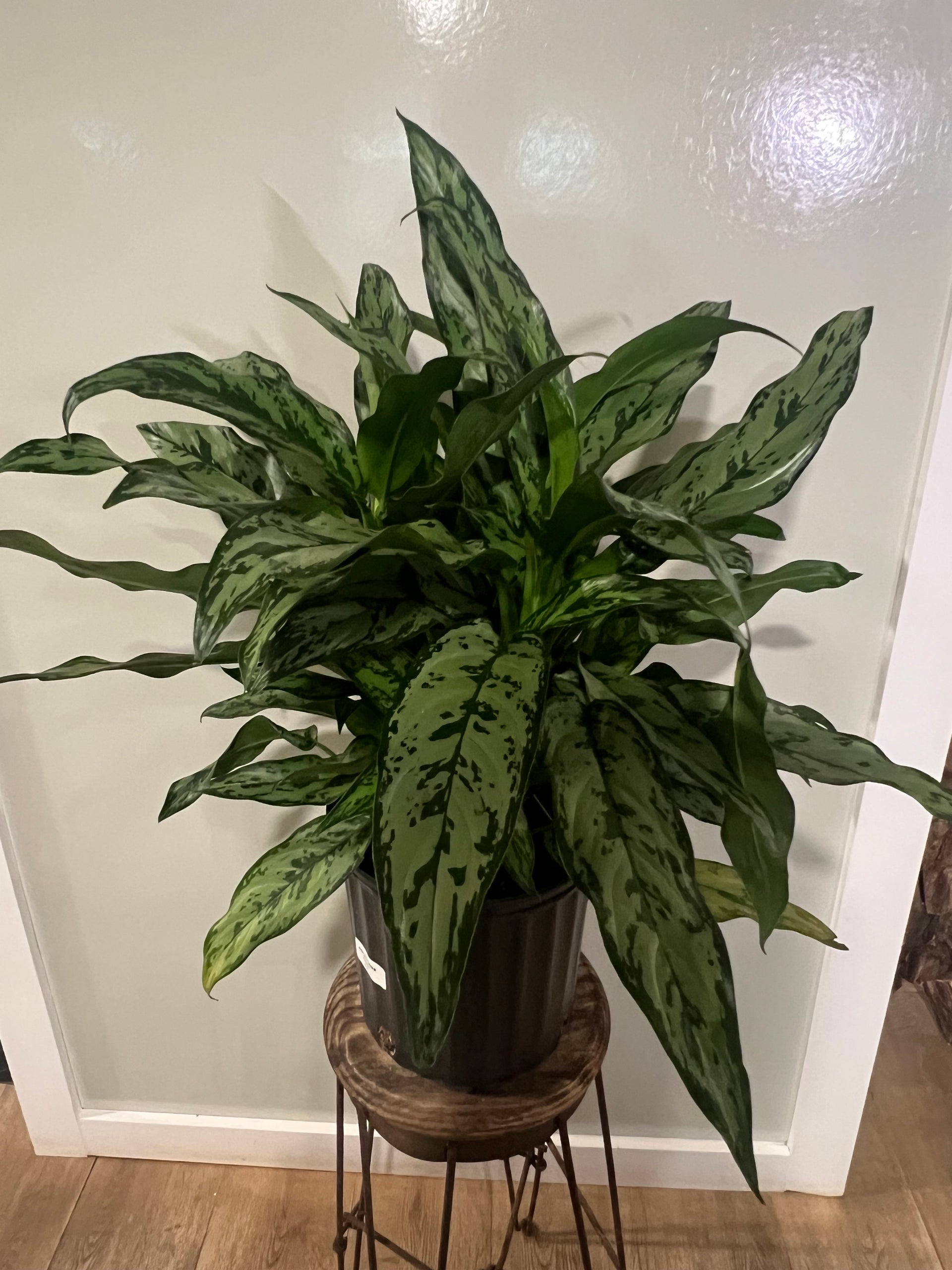 aglaonema romea Aglaonema Romeo 10in Unpotted