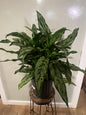 Aglaonema Romeo 10in Unpotted