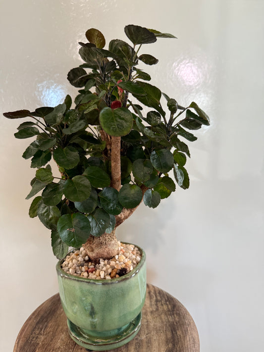 Fabian Aralia - Green Finger Pot