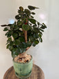Fabian Aralia - Green Finger Pot