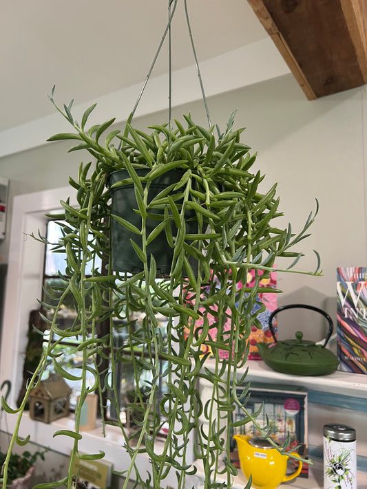 Fish Hooks - 6in Hanging