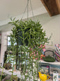 Fish Hooks - 6in Hanging