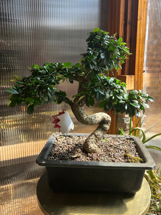 Art Fukien Tea - 13in Rectangle Plastic Bonsai Pot